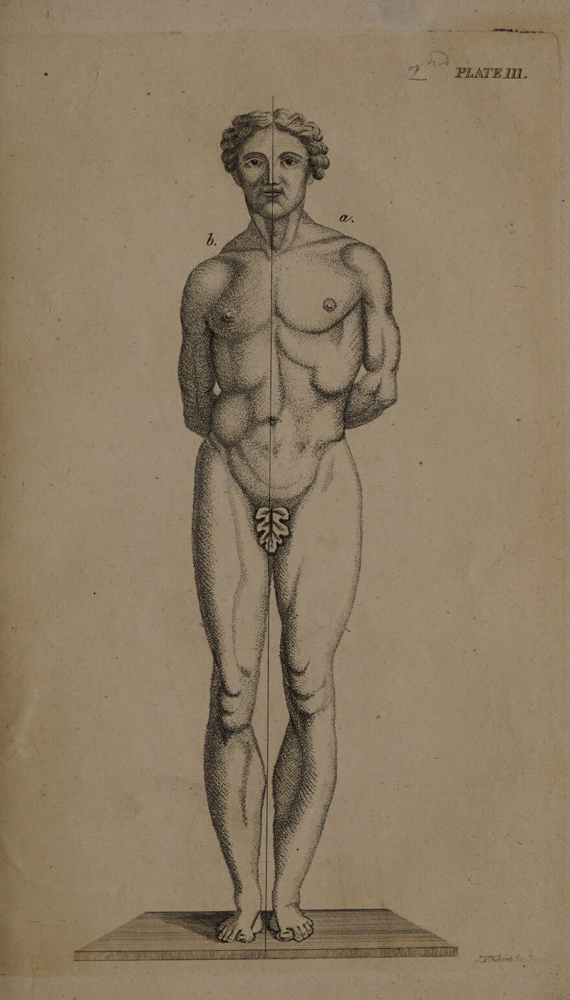 bert Sc Pvc s AMARA CAE Lc Lia