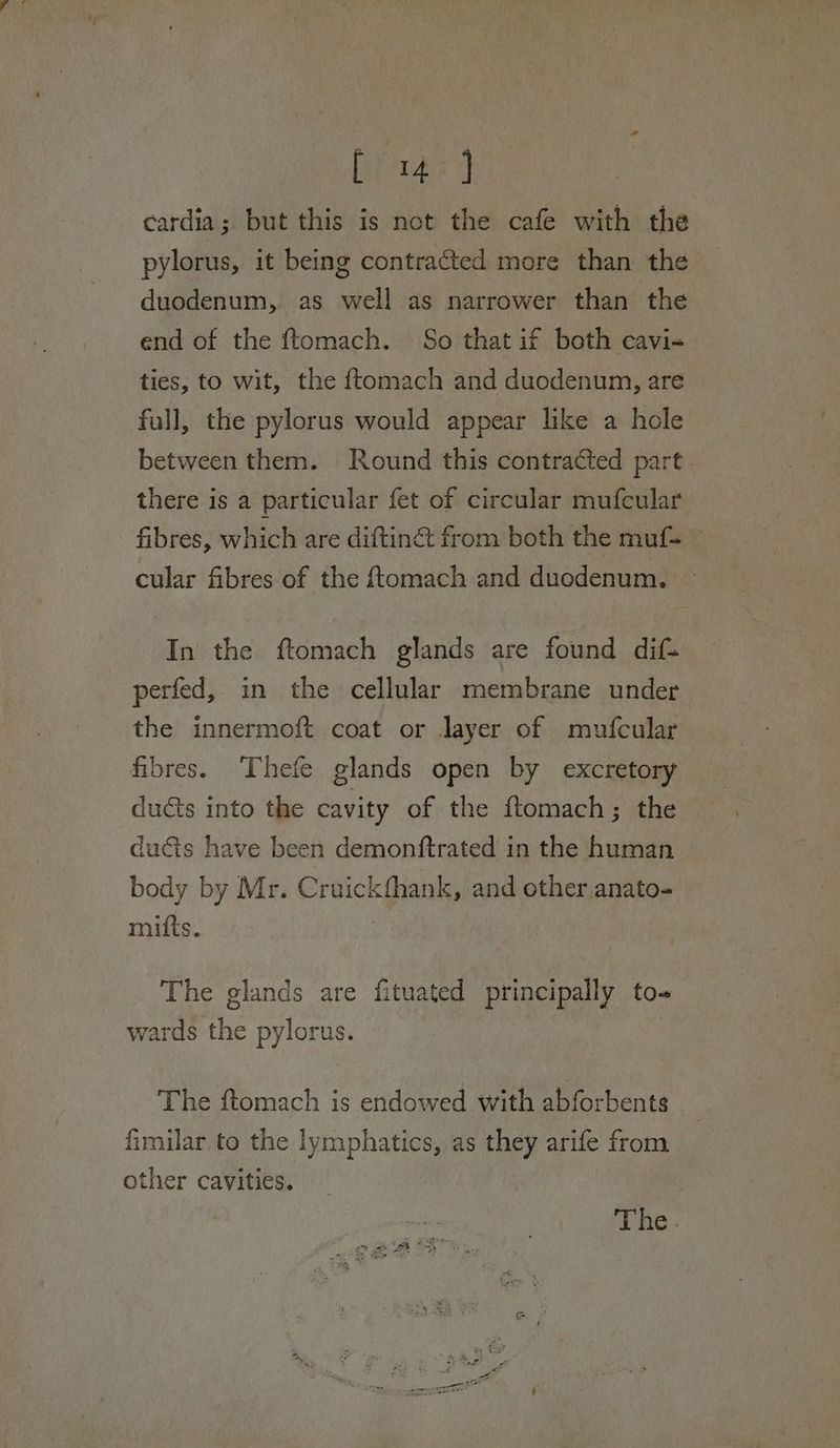 Lary cardia; but this is not the cafe with the pylorus, it being contraéted more than the — duodenum, as well as narrower than the end of the ftomach. So that if both cavi- ties, to wit, the ftomach and duodenum, are full, the pylorus would appear like a hole between them. Round this contracted part. there is a particular fet of circular mufcular fibres, which are diftinét from both the muf= ~ cular fibres of the ftomach and duodenum. In the ftomach glands are found dif. perfed, in the cellular membrane under the innermoft coat or Jayer of mufcular fibres. Thefe glands open by excretory du€ts into the cavity of the ftomach; the duds have been demonftrated in the human body by Mr. Cruickfhank, and other anato- mitts. | The glands are fituated principally to- wards the pylorus. The ftomach is endowed with abforbents fimilar to the lymphatics, as they arife from other cavities. The.