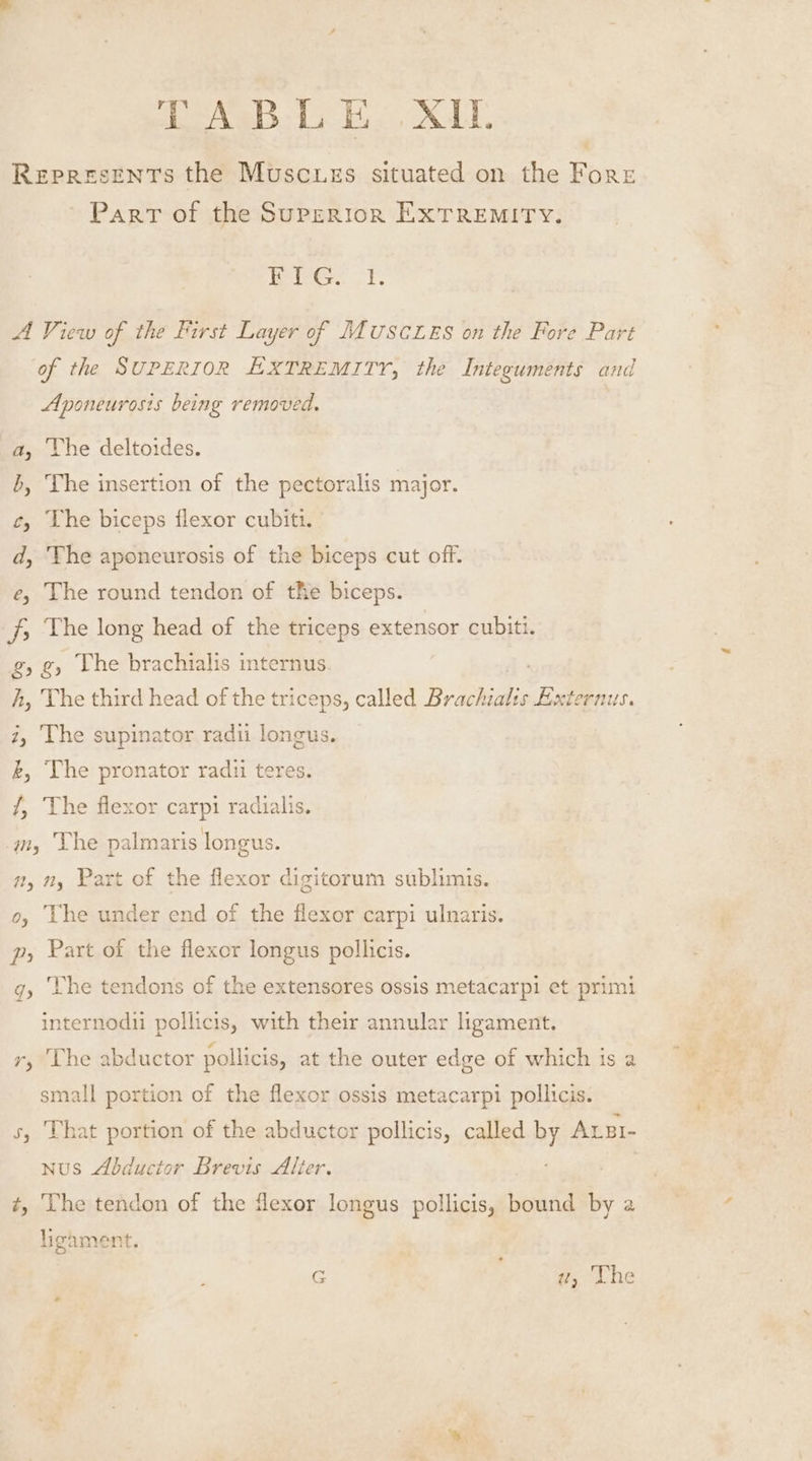 eB sh, XLT Represents the Muscuszs situated on the Fore Part of the Superior ExTREMITY. Weiser. 1. A View of the First Layer of MMUSCLES on the Fore Part of the SuPERIOR EXTREMITY, the Integuments and Aponeurosis being removed. a, Vhe deltoides. b, The insertion of the pectoralis major. ¢, The biceps flexor cubiti. d, The aponcurosis of the biceps cut off. e, The round tendon of the biceps. js The long head of the triceps extensor cubiti. g, g, The brachialis internus h, Vhe third head of the triceps, called by aiinee Lxternus. i, The supinator radu longus. k, Vhe pronator radii teres. /, The flexor carpi radialis. m, The palmaris longus. #, ny Part of the flexor digitorum sublimis. o, The under end of the flexor carpi ulnaris. p, Part of the flexor longus pollicis. The tendons of the extensores ossis metacarpi et primi te pollicis, with their annular ligament. ry, The abductor pollicis, at the outer edge of which is a small portion of the flexor ossis metacarpi pollicis. s, That portion of the abductor pollicis, called by ALBI- nus Abductor Brevis Alter. | ¢, The tendon of the dexor longus pollicis, bis by 2 ligament. ie w#, The