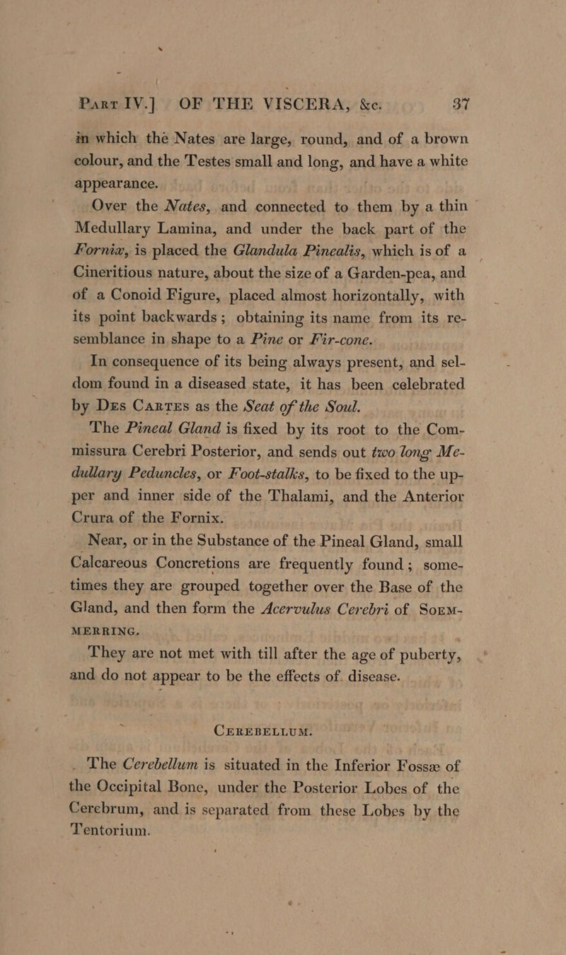 { Parr IV.] OF THE VISCERA, &amp;e. 37 in which the Nates are large, round, and of a brown colour, and the Testes small and long, and have a white appearance. | Over the Nates, and connected to them by a thin ~ Medullary Lamina, and under the back part of the Forniz, is placed the Glandula Pinealis, which is of a — Cineritious nature, about the size of a Garden-pea, and. of a Conoid Figure, placed almost horizontally, with its point backwards; obtaining its name from its re- semblance in shape to a Pine or Fir-cone. In consequence of its being always present, and sel- dom found in a diseased state, it has been celebrated by Des CarTEs as the Seat of the Soul. The Pineal Gland is fixed by its root to the Com- missura Cerebri Posterior, and sends out two long Me- dullary Peduncles, or Foot-stalks, to be fixed to the up- per and inner side of the Thalami, and the Anterior Crura of the Fornix. : Near, or in the Substance of the Pineal Gland, small Calcareous Concretions are frequently found; some- times they are grouped together over the Base of the Gland, and then form the Acervulus Cerebri of Sorm- MERRING. ) 7 They are not met with till after the age of puberty, and do not appear to be the effects of. disease. ~ CEREBELLUM. _ The Cerebellum is situated in the Inferior Fossx of the Occipital Bone, under the Posterior Lobes of the Cerebrum, and is separated from these Lobes by the Tentorium.