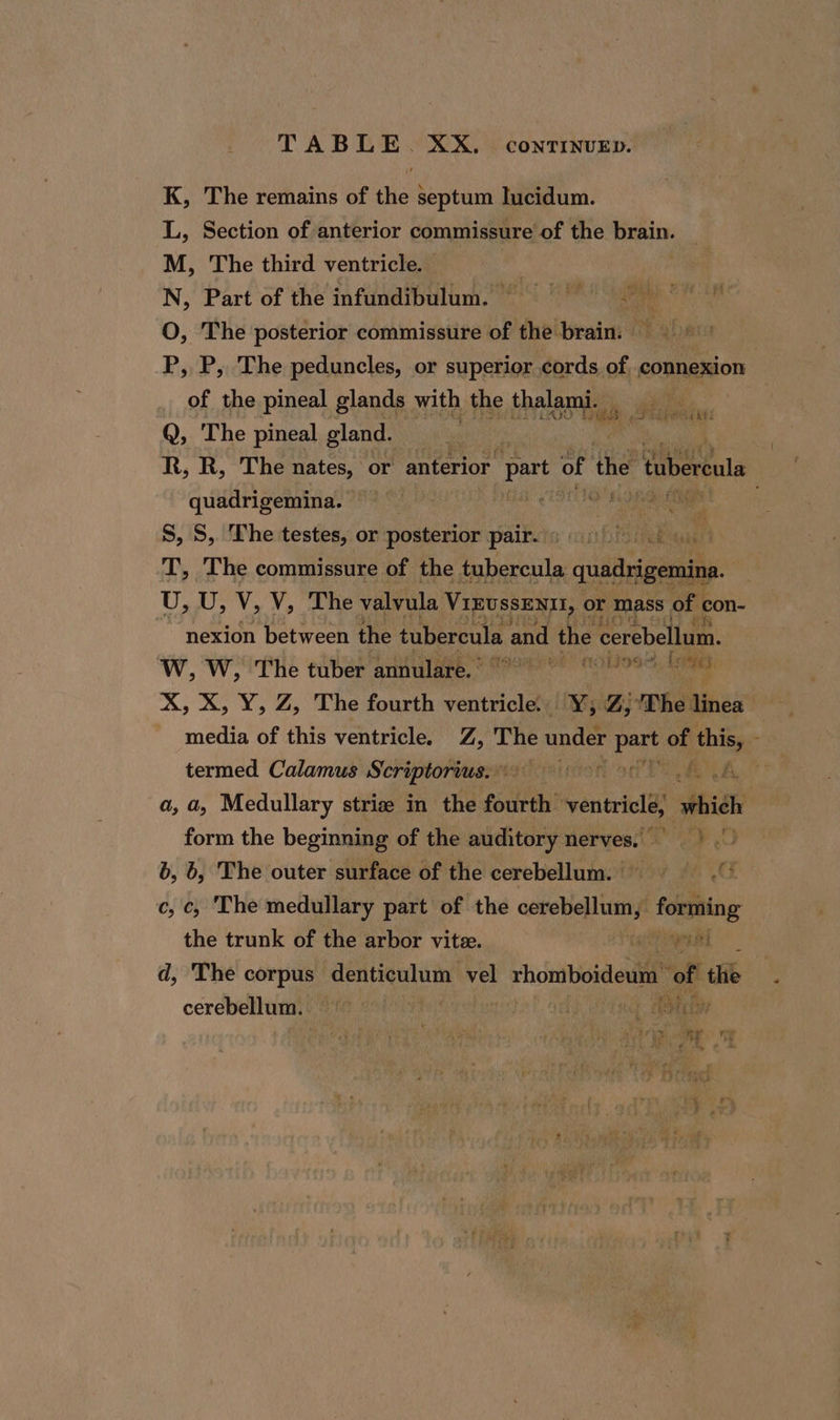 TABLE. XX... conrinvEp. K, The remains of the septum lucidum. L, Section of anterior commissure of the inane M, The third ventricle. | N, Part of the infundibulum. = = = 2 © O, The posterior commissure of the brain. 9 P, P, The peduncles, or superior cords of. connexion of the pineal glands with the thalami. ‘Deis a Q, The pineal gland. : | , R, R, The nates, or anterior part of the tubereula quadrigemina. — me cr i S, S, The testes, or posterior pair- ipbisaae T, The commissure of the tubercula quadrigemina. U, U, V, V, The valvula Vizvssenn, or mass of con- nexion between the tubercula ‘and the cerebellum. W, W, The tuber annulare. “700 97 X, X, Y, Z, The fourth ventricle. Y, Z) ‘Phe aie : media of this ventricle. Z, The under ae on Mae ; termed Calamus Scriptorius. fA a, a, Medullary striz in the fourth’ ventricle, which form the beginning of the auditory nerves, &gt;. 6, 6, The outer surface of the cerebellum. © AS i c, c, The medullary part of the bapa hee f fabio the trunk of the arbor vite. iaiyersi d, The corpus denticulum vel homboideum ho the cerebellum: He est sce EPEC