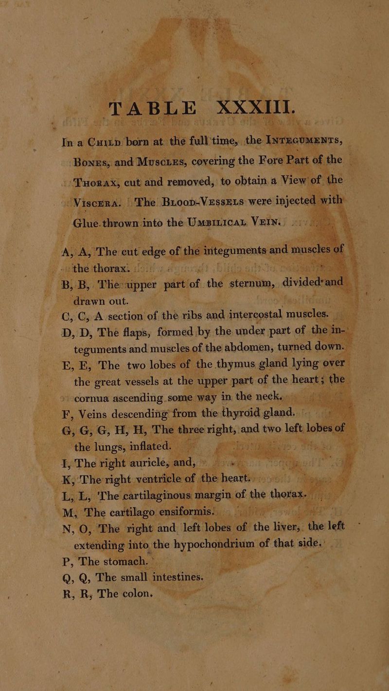 aag and. ie : of the abdomen, tumed the g Seat Saas ait the > -cornua: aaa some hee e, - hypoch