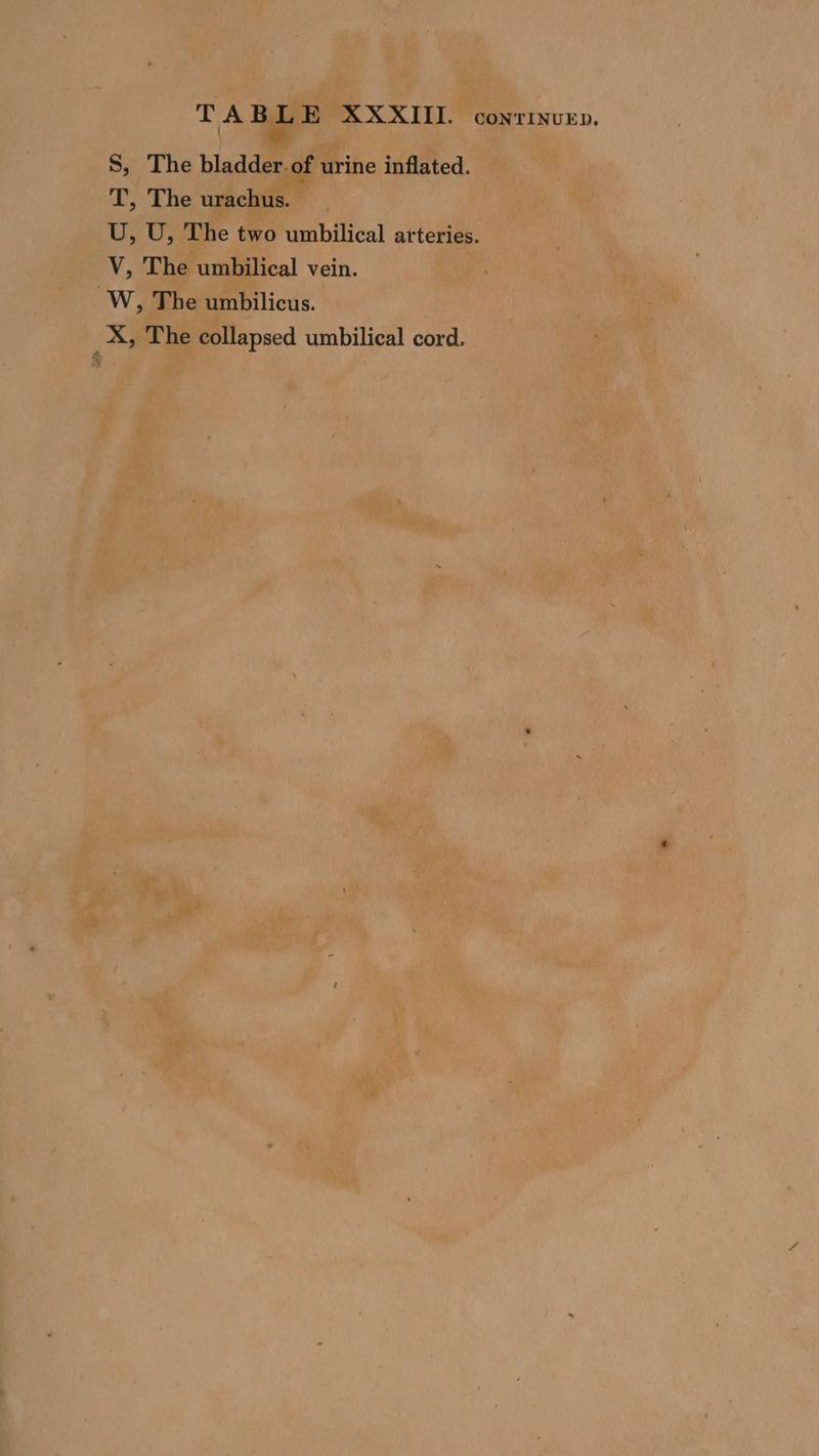 TA BLE XXXIII. conrinvuep. S, The bladder of urine inflated. T, The urachus. U, U, The two umbilical arteries. V, The umbilical vein. W, The umbilicus. _X, The collapsed umbilical cord.