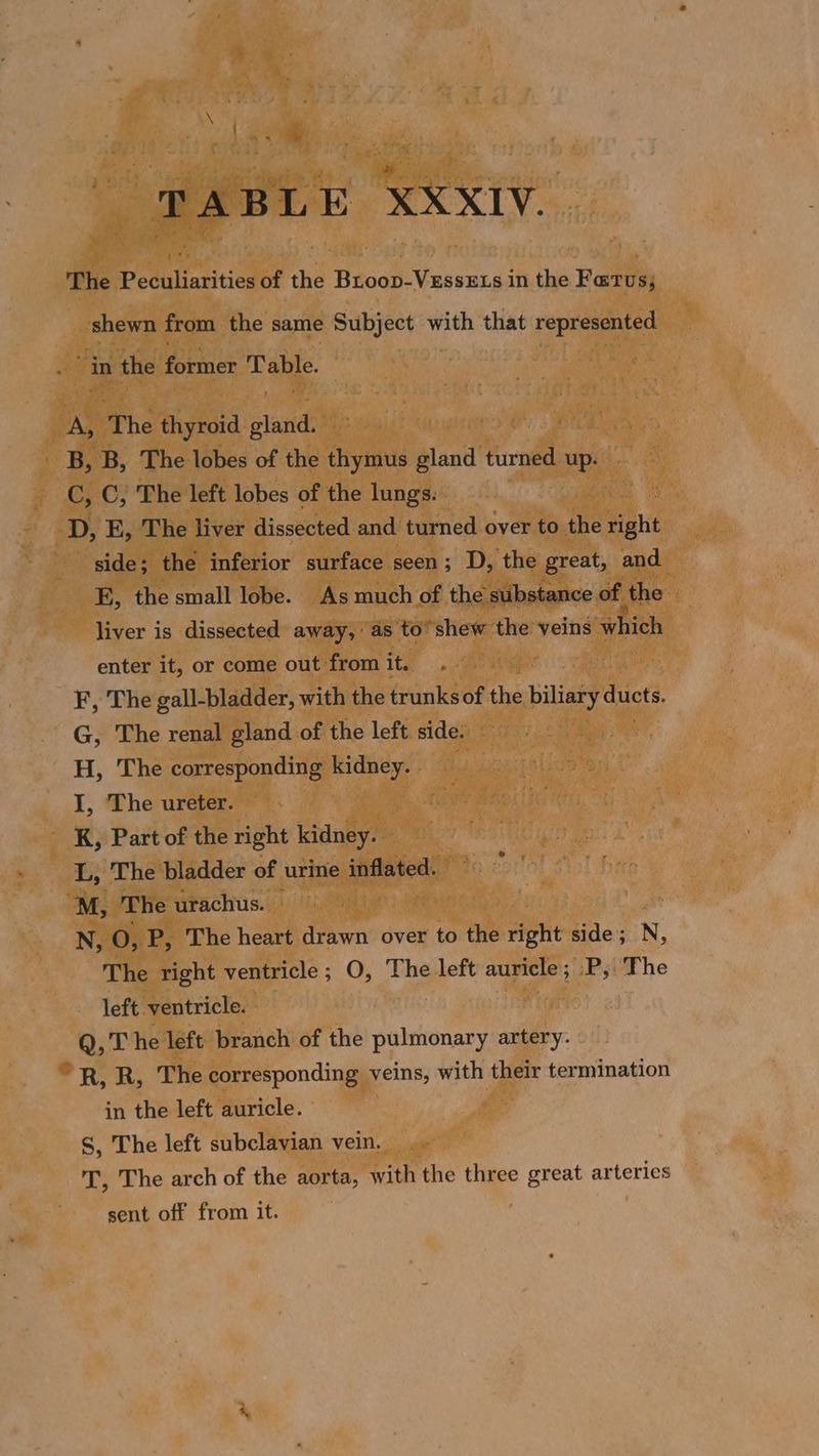 TABLE XXXIV. The Peculiarities of the Broop-V&amp;ssEts in the Farus; shewn from the same Subject with that represented RY in the former rank. A, The thyroid gland. _ B, B, The lobes of the thymus gland turned up. C, C, The left lobes of the lungs: D, E, The liver dissected and turned over to the wight side; the inferior surface seen; D, the great, and FE, the small lobe. As much of the substance of the — liver is dissected away, as to® shew the veins which enter it, or come out from it. F, The gall-bladder, with the trunks of the biliary dicts. G, The renal gland of the left side. H, The corresponding kidney. ; I, The ureter. K, Part of the right kidney. L, The bladder of urine inflated. M, The urachus. — bir N, O, P, The heart drawn over to the right side; N, The right ventricle; O, The left auricle; .P,; The left ventricle. Q, T he left branch of the pulmonary artery. ’R, R, The corresponding veins, with their termination in the left auricle. S, The left subclavian vein. T, The arch of the aorta, with the three great arteries sent off from it.