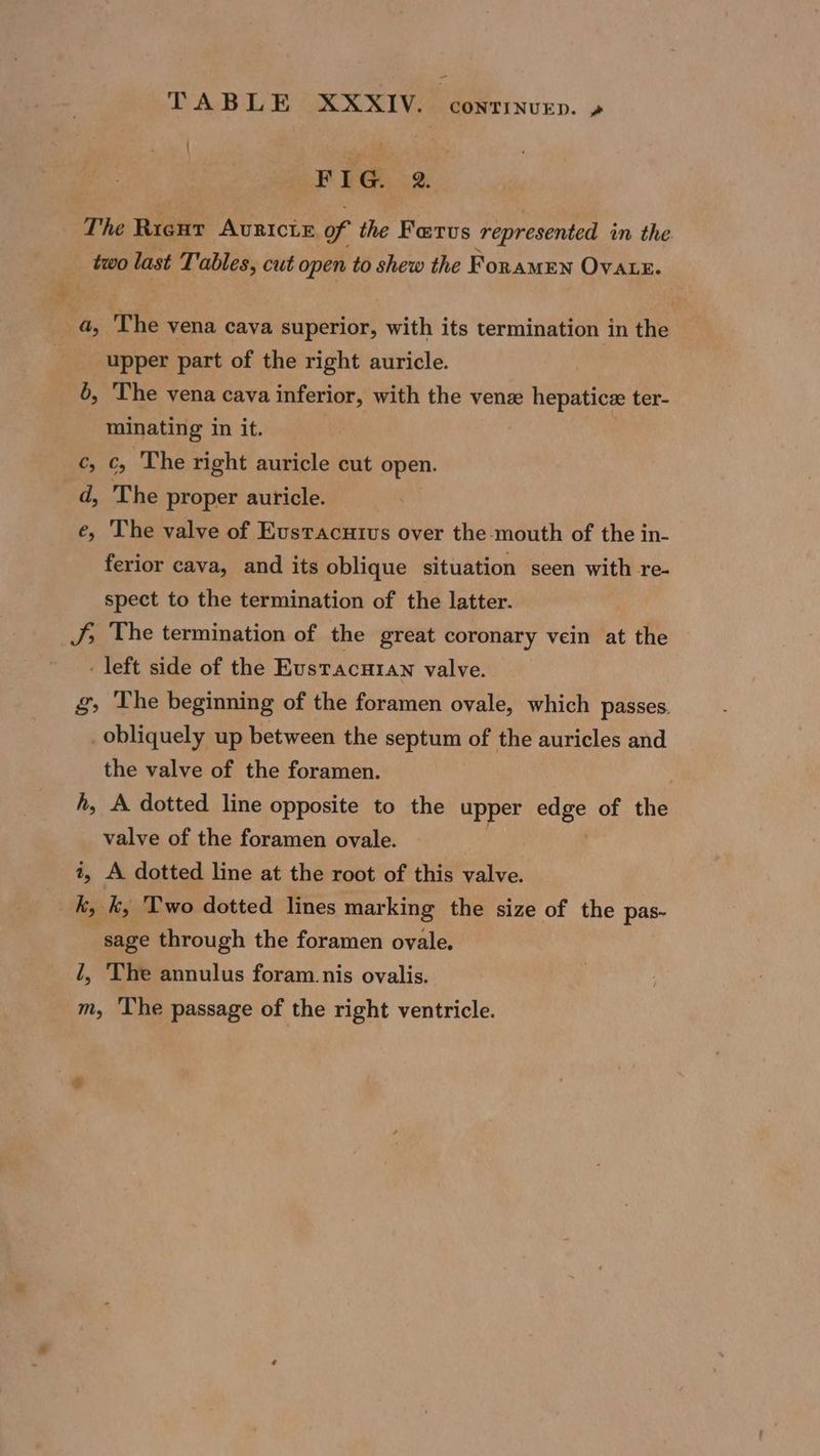 TABI Gee Meee eeerinunn. » FIG 2 The Ricut AvRIcLE. of the Farus represented im the - two last Tables, cut open to shew the Foramen OVALE. ¥ , . a, The vena cava superior, with its termination in the upper part of the right auricle. 6, The vena cava inferior, with the venz hepatice ter- minating in it. c, ¢, The right auricle cut open. d, The proper auricle. e, The valve of Evstracuivs over the -mouth of the in- ferior cava, and its oblique situation seen with re- spect to the termination of the latter. J; The termination of the great coronary vein at the - left side of the Eustacuran valve. g, The beginning of the foramen ovale, which passes. _ obliquely up between the septum of the auricles and the valve of the foramen. | h, A dotted line opposite to the upper ue of the valve of the foramen ovale. t, A dotted line at the root of this valve. _k, k, Two dotted lines marking the size of the pas- sage through the foramen ovale. l, The annulus foram. nis ovalis. m, ‘The passage of the right ventricle.
