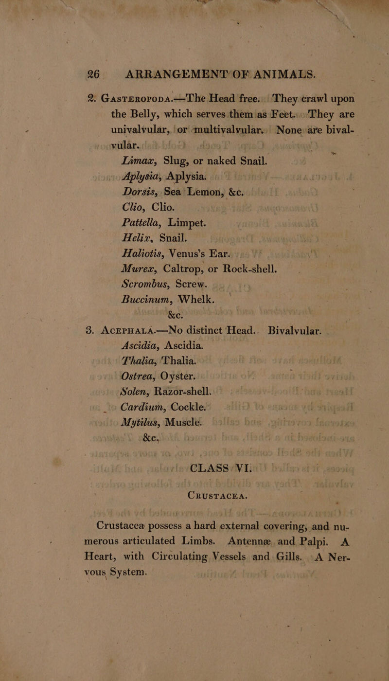 2. GastERoropa.— The Head free... They crawl upon the Belly, which serves. them as Feet. ‘They are univalvular,.| or dnaktiyal gular None: are bival- vular. » . 7 ry Limaz, Slug, or hale’ Snail. Aplysia, Aplysia. Dorsis, Sea’ Lemon, &amp;c. Clio, Clio. Pattella, Limpet. Helix, Snail. Haliotis, Venus’s Ear. Murex, Caltrop, or Rock-shell. Scrombus, Screw. | Buccinum, Whelk. | &amp;e. | 3. AcEPHALA.—No distinct Head. Bivalvular. Ascidia, Ascidia. Thala, ‘Thalia. Ostrea, Oyster. Solen, Razor-shell. Cardiuwm, Cockle. Mytilus, Muscle. &amp;e, ~ CLASS: VI. CRUSTACEA. Crustacea possess a hard external covering, and nu- merous articulated Limbs. Antenne. and Palpi. A Heart, with Circulating Vessels and Gills. A Ner- vous 2 Ne