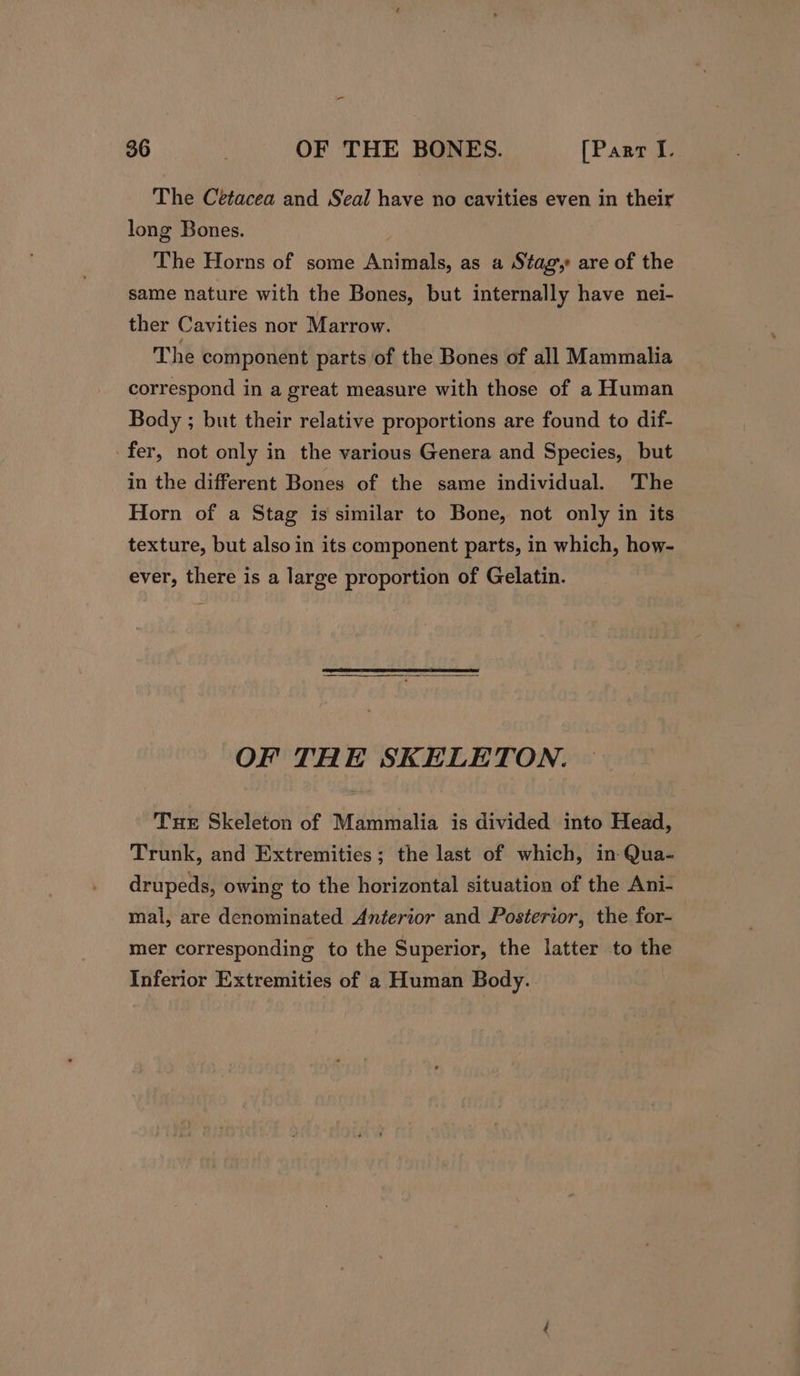 The Cetacea and Seal have no cavities even in their long Bones. The Horns of some Animals, as a Stagy are of the same nature with the Bones, but internally have nei- ther Cavities nor Marrow. The component parts of the Bones of all Mammalia correspond in a great measure with those of a Human Body ; but their relative proportions are found to dif- fer, not only in the various Genera and Species, but in the different Bones of the same individual. The Horn of a Stag is similar to Bone, not only in its texture, but also in its component parts, in which, how- ever, there is a large proportion of Gelatin. LSPS EES TEE OE OF THE SKELETON. Tue Skeleton of Mammalia is divided into Head, Trunk, and Extremities; the last of which, in-Qua- drupeds, owing to the horizontal situation of the Ani- mal, are denominated Anterior and Posterior, the for- mer corresponding to the Superior, the latter to the Inferior Extremities of a Human Body.