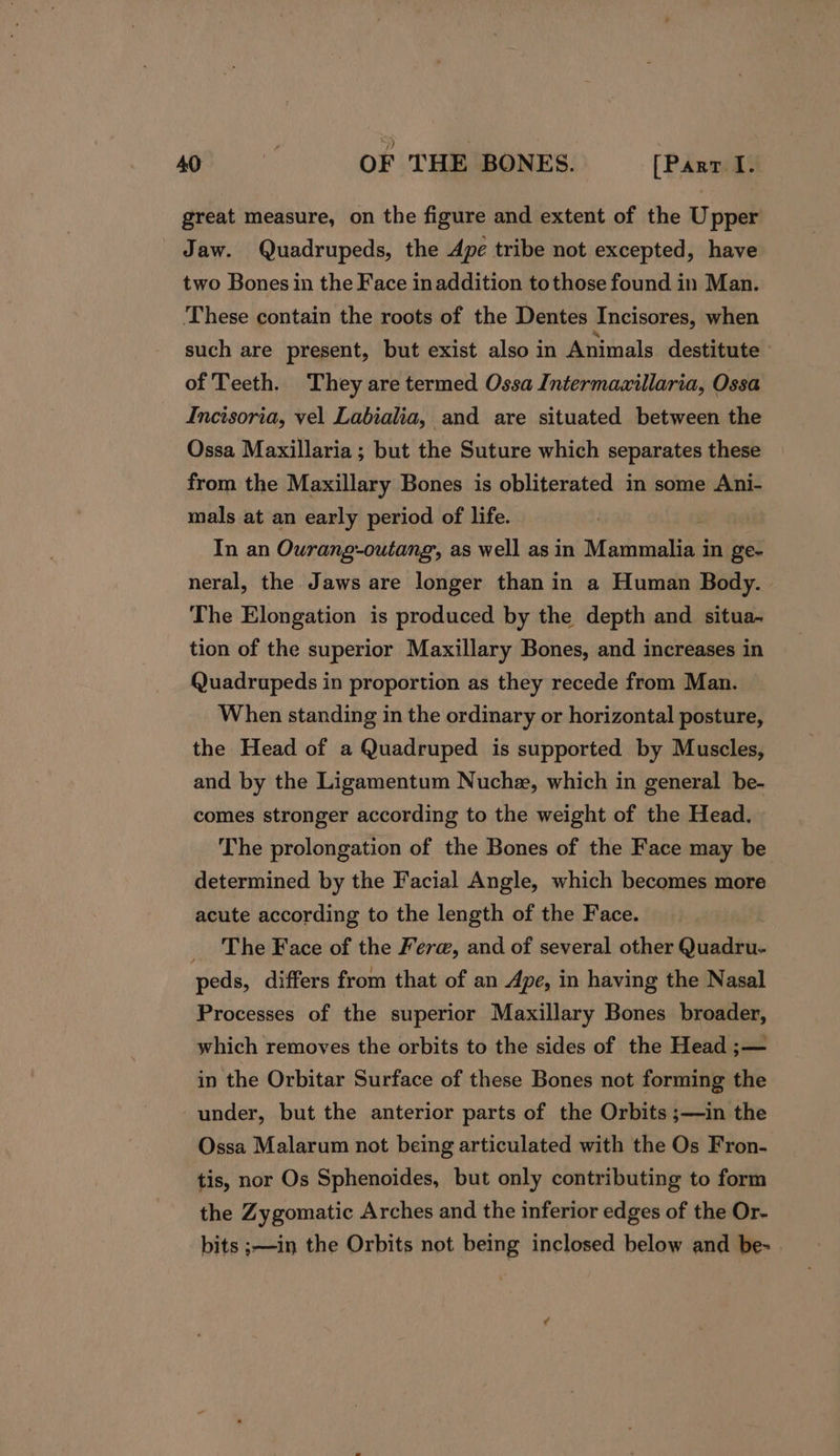 great measure, on the figure and extent of the Upper Jaw. Quadrupeds, the Ape tribe not excepted, have two Bones in the Face inaddition tothose found in Man. These contain the roots of the Dentes Incisores, when such are present, but exist also in Animals destitute of Teeth. They are termed Ossa Intermazillaria, Ossa Incisoria, vel Labialia, and are situated between the Ossa Maxillaria ; but the Suture which separates these from the Maxillary Bones is obliterated in some Ani- mals at an early period of life. In an Ourang-outang, as well as in Mammalia in ge- neral, the Jaws are longer than in a Human Body. The Elongation is produced by the depth and situa- tion of the superior Maxillary Bones, and increases in Quadrupeds in proportion as they recede from Man. When standing in the ordinary or horizontal posture, the Head of a Quadruped is supported by Muscles, and by the Ligamentum Nuche, which in general be- comes stronger according to the weight of the Head. The prolongation of the Bones of the Face may be determined by the Facial Angle, which becomes more acute according to the length of the Face. _ The Face of the Fera, and of several other Qindaie- peds, differs from that of an Ape, in having the Nasal Processes of the superior Maxillary Bones broader, which removes the orbits to the sides of the Head ;— in the Orbitar Surface of these Bones not forming the under, but the anterior parts of the Orbits ;—in the Ossa Malarum not being articulated with the Os Fron- tis, nor Os Sphenoides, but only contributing to form the Zygomatic Arches and the inferior edges of the Or- bits ;—in the Orbits not being inclosed below and be-