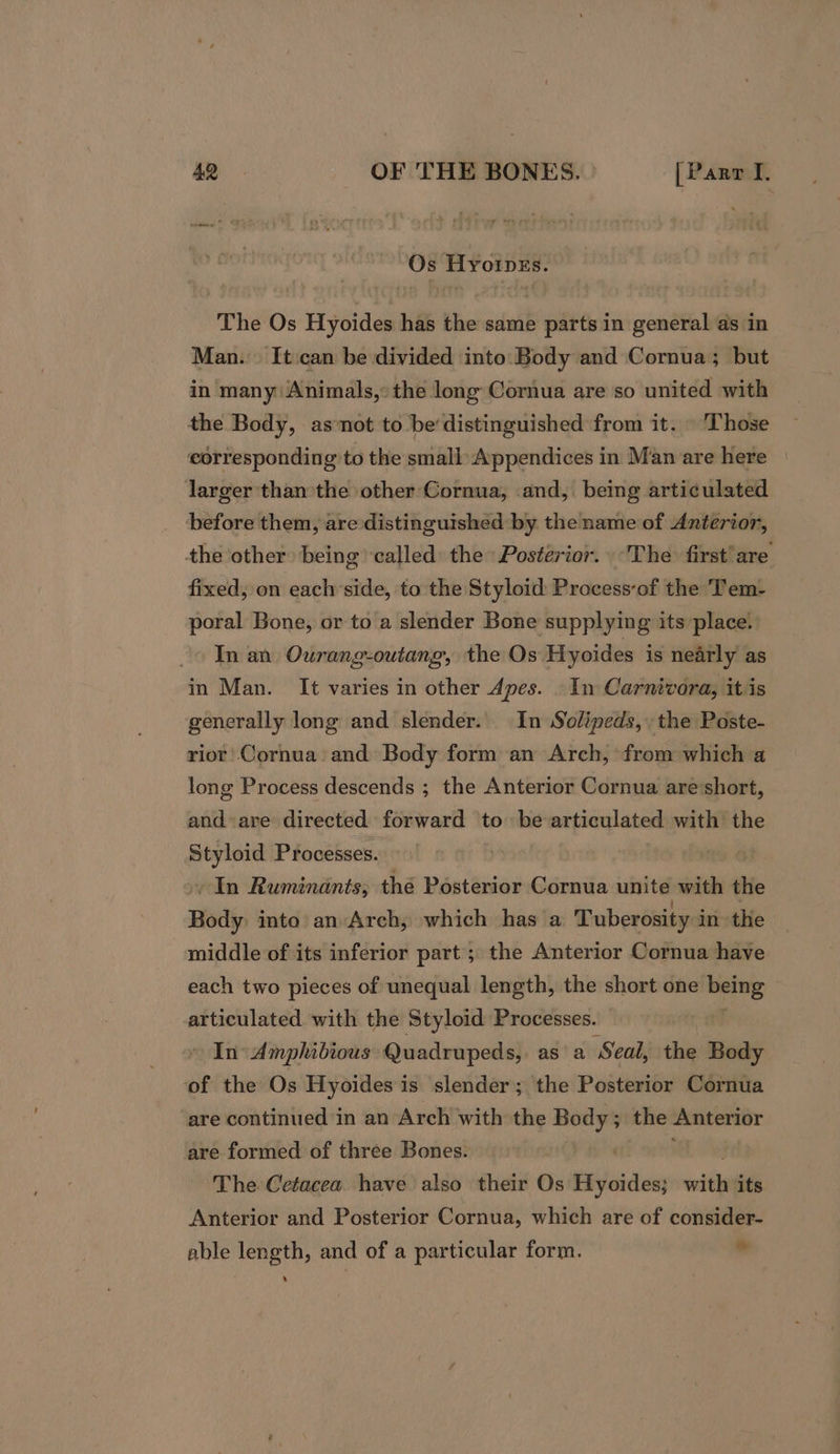 Os Hyoipks. The Os Hyoides has the same parts in general as in Man. It:can be divided into Body and Cornua; but in many\Animals,: the long Cornua are so united with the Body, as not to be’distinguished from it. \ Those corresponding to the small Appendices in Man are here larger than the other Cornua, and, being articulated before them, are distinguished by the name of Anterior, the other being called: the Posterior. The first’ are fixed, on each side, to the Styloid Process‘of the Tem- poral Bone, or to a slender Bone supplying its place. In an Ourang-outang, the Os Hyoides is nearly as in Man. It varies in other Apes. _ In Carnivora, itis generally long and slender. In Solipeds,. the Poste- rior Cornua and Body form an Arch, from which a long Process descends ; the Anterior Cornua are'short, and are directed forward to be articulated with the ‘wey Processes. In Ruminants,; thé Posterior Cornua unite with thie Body into an Arch, which has a Tuberosity i in the middle of its inferior part’; the Anterior Cornua have each two pieces of unequal length, the short one nei articulated with the Styloid Processes. In Amphibious Quadrupeds, as a Seal, the Body of the Os Hyoides is slender; the Posterior Cornua are continued in an Arch with the Body; the Anterior are formed of three Bones. The Cetacea have also their Os sve ietlaa its Anterior and Posterior Cornua, which are of consider- able length, and of a particular form. * ‘