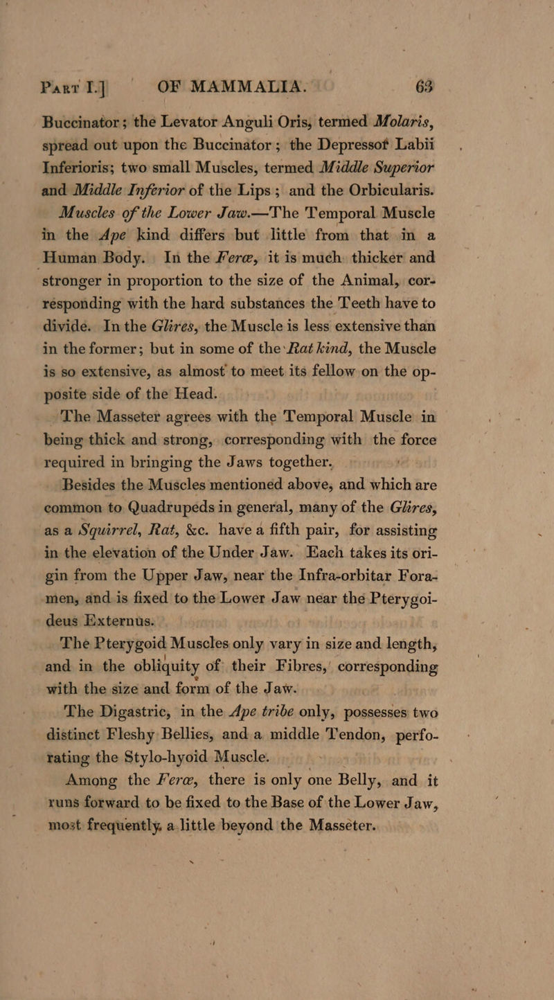Buccinator; the Levator Anguli Oris, termed Molaris, spread out upon the Buccinator ; the Depressof Labii Inferioris; two small Muscles, termed Middle Superior and Middle Inferior of the Lips ; and the Orbicularis. Muscles of the Lower Jaw.—The Temporal Muscle in the Ape kind differs but little from that im a Human Body. In the Fere, it is much thicker and stronger in proportion to the size of the Animal, cor- responding with the hard substances the Teeth have to divide. Inthe Glires, the Muscle is less extensive than in the former; but in some of the Rat kind, the Muscle is so extensive, as almost to meet its fellow on the op- posite side of the Head. The Masseter agrees with the Temporal Muscle in being thick and strong, corresponding with the force required in bringing the Jaws together. Besides the Muscles mentioned above, and which are common to Quadrupeds in general, many of the Glires, as a Squirrel, Rat, &amp;e. have a fifth pair, for assisting in the elevation of the Under Jaw. Each takes its ori- gin from the Upper Jaw, near the Infra-orbitar Fora- ‘men, and is fixed to the Lower Jaw near the Pterygoi- deus Externus. The Pterygoid Muscles only vary in size and length, and in the obliquity of their Fibres,’ corresponding with the size and form of the Jaw. The Digastric, in the Ape tribe only, possesses: two distinct Fleshy Bellies, and a middle Tendon, perfo- rating the Stylo-hyoid Muscle. Among the Fere, there is only one Belly, and it runs forward to be fixed to the Base of the Lower Jaw, most frequently, a little beyond the Masseter. “