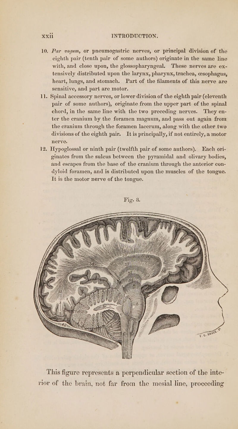 10. Par vagum, or pneumogastric nerves, or principal division of the eighth pair (tenth pair of some authors) originate in the same line with, and close upon, the glossopharyngeal. These nerves are ex- tensively distributed upon the larynx, pharynx, trachea, cesophagus, heart, lungs, and stomach. Part of the filaments of this nerve are sensitive, and part are motor. 11. Spinal accessory nerves, or lower division of the eighth pair (eleventh pair of some authors), originate from the upper part of the spinal chord, in the same line with the two preceding nerves. They en- ter the cranium by the foramen magnum, and pass out again from the cranium through the foramen lacerum, along with the other two divisions of the eighth pair. It is principally, if not entirely, a motor nerve. 12. Hypoglossal or ninth pair (twelfth pair of some authors). Each ori- ginates from the sulcus between the pyramidal and olivary bodies, and escapes from the base of the cranium through the anterior con- dyloid foramen, and is distributed upon the muscles of the tongue. It is the motor nerve of the tongue. rior of the brain, not far from the mesial line, proceeding