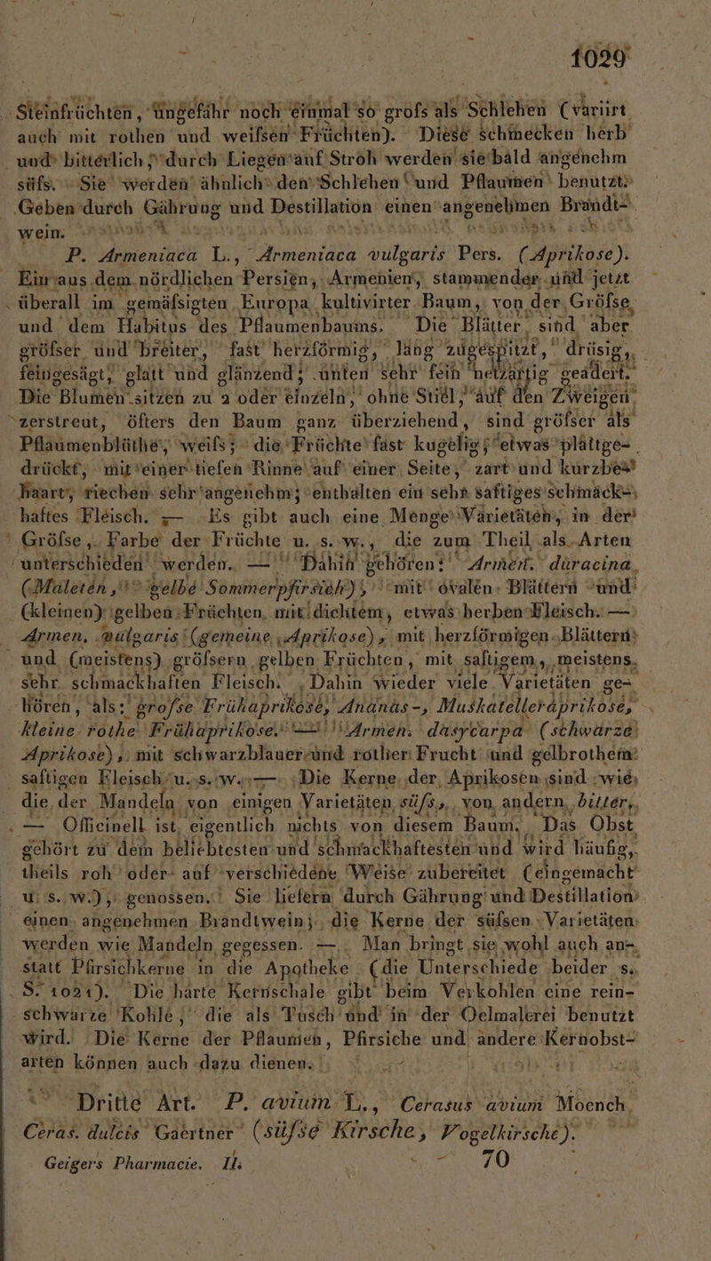 ‚Set lichten, a noch Einmal’ so grofs als SERlehen Cvarüirt auch mit ehren ud weilsen‘ rächen). Diese schinecken herb und®bitterlich durch Liegensauf'Stroh werden sie‘ ‘bald angenehm süfs, © Sie’ werden’ ähnliche den’‘Schlehen und Pflauimen | hapurzt&gt; ‚Geben durch Gährung ler BIN EIIRIEOR einen’ ‚angenelimen Brandt- weim. REEL TE 1 \ ii v2) sh P. den IR‘ Armen Sup Din (Aprikose). Eimaus ‚dem. nakankhen. Persien, Armenien‘, stammender: und jetzt ‚ überall in gemäfsigten. Europa. kultivirter Baum, von, der Gröfse und dem Habitus des. Pflaumenbaums. Die Blätter, sind. aber gröfser und breiter, fast herzförmig, ‚lang Eh! Bitze, dräsig,,. feingesägt, glatt‘ und glänzend; ‚unten sehr fein net A 1fig 8 geadert. Die Blumen sitzen zu 2 oder einzeln, ohne Stiel “auf den Tweigen‘ “zerstreut, öfters den Baum ganz trhensichendi sind gröfser als Pflaumenblüthe, weils; die Frühe! fast kustligpä etwas 'plättge- drückt, mit seinertiefen Rinne‘ auf‘ einer, Seite, zart’und kurzbe# haart‘, wiechäi sehr'angenehm;; enthalten ein sehr saftiges' 'schmäck=) haftes Fleisch. — Es gibt auch eine ‚Menge'‘Värietäten‘, in der’ ' Gröfse ,. Farbe der‘ Früchte u 5. We, die zum Theil .als.Arten unterschieden werden. — 4 Dahih gehören: Arıneit. düracina, (‚Maleten ,'‘ pelbe Sommerpfirsiah) mit! ovalen + Blättern ’und: . &amp;leinen): gelben :Frächten, ‚nie dichtem, etwasiherben‘ Fleisch. — drmen. ‚aulgaris Ü(gemeine , „iprikose)s mit, herzförmigen. Blätter und (meistens). gröfsern, gelben Früchten, mit ‚saltı em , ‚meistens, sehr schmackhaften Fleisch. „Dahin wieder viele EHE ge Hören, als; grofse. Frühaprikose, Ananäs-, Muskateller aprikose, ‚Meine, rothe Frühaprikose.‘ u iilärmen. dasycarpa (schwärze' Aprikose) , mit schwarzblauer-ünd rotlier: Frucht und gelbrothem: saftigen Fleisch u..s.:w.n—: Die Kerne.,der ‚Aprikosen: ‚sind :wieı | die, der Mandela , von Be Varietäten süfs,, von, andern, ‚bilter;, .— Offieinell ist, ‚eigentlich nichts von diesem Baum. Das Obst ‚gehört zu dem beliebtesten und 'schnrackhaftesten und wird häufig, dhieils roh oder: auf ‚verschiedene Weise‘ zubereitet (eingemacht WW), genossen.‘ Sie liefern ‘durch Gährung! und Destillation» einen. angenehmen Brandiwein;., die ‚Kerne der sülsen Varietäten. werden wie Mandeln, gegessen. —, Man bringt. sie wohl auch an- statt Pürsichkerne i in die Apotheke (die Unterschiede beider Ss. S- 103 1). Die harte Kernschale gibt‘ beim Verkohlen eine rein- ‚schwarze 'Kohle,)' die als Tusch und’ in der Oelmalerei benutzt wird. Die Kerne der Pfaunien, Pfirsiche und EN Kernobst- arten können auch. dazu dienewa |y Sr” Dritte Art. P. avium. iR; Cerasus avium Moench ‚Ceras. duleis Gaertner” (süfse Kırsche,p: Vogelkirsche). Geigers Pharmacie. Ih | er FU