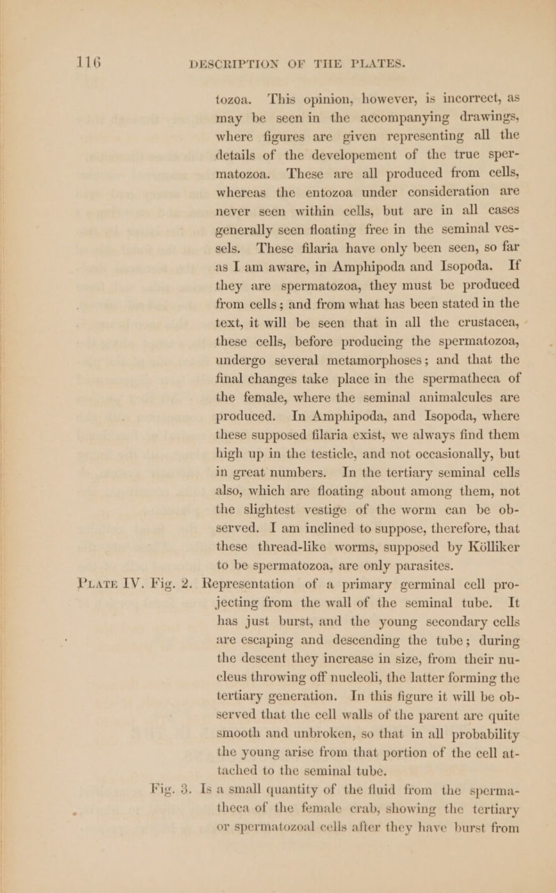 tozoa. This opinion, however, is incorrect, as may be seen in the accompanying drawings, where figures are given representing all the details of the developement of the true sper- matozoa. These are all produced from cells, whereas the entozoa under consideration are never seen within cells, but are in all cases generally seen floating free in the seminal ves- sels. These filaria have only been seen, so far as Iam aware, in Amphipoda and Isopoda. If they are spermatozoa, they must be produced from cells; and from what has been stated in the text, it will be seen that in all the crustacea, - these cells, before producing the spermatozoa, undergo several metamorphoses; and that the final changes take place in the spermatheca of the female, where the seminal animalcules are produced. In Amphipoda, and Isopoda, where these supposed filaria exist, we always find them high up in the testicle, and not occasionally, but in great numbers. In the tertiary seminal cells also, which are floating about among them, not the slightest vestige of the worm can be ob- served. I am inclined to suppose, therefore, that these thread-like worms, supposed by Kolliker to be spermatozoa, are only parasites. jecting from the wall of the seminal tube. It has just burst, and the young secondary cells are escaping and descending the tube; during the descent they increase in size, from their nu- cleus throwing off nucleoli, the latter forming the tertiary generation. In this figure it will be ob- served that the cell walls of the parent are quite smooth and unbroken, so that in all probability the young arise from that portion of the cell at- tached to the seminal tube. theca of the female crab, showing the tertiary or spermatozoal cells after they have burst from