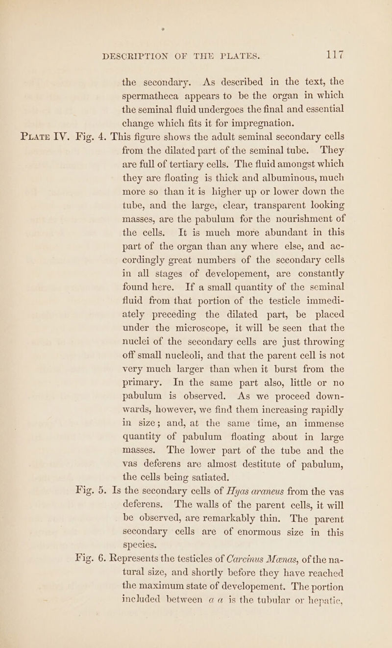 lod the secondary. As described in the text, the spermatheca appears to be the organ in which the seminal fluid undergoes the final and essential change which fits it for impregnation. Prater IV. Fig. 4. This figure shows the adult seminal secondary cells from the dilated part of the seminal tube. ‘They are full of tertiary cells. The fluid amongst which they are floating is thick and albuminous, much more so than it is higher up or lower down the tube, and the large, clear, transparent looking masses, are the pabulum for the nourishment of the cells. It is much more abundant in this part of the organ than any where else, and ac- cordingly great numbers of the secondary cells in all stages of developement, are constantly found here. If a small quantity of the seminal fluid from that portion of the testicle immedi- ately preceding the dilated part, be placed under the microscope, it will be seen that the nuclei of the secondary cells are just throwing off small nucleoli, and that the parent cell is not very much larger than when it burst from the primary. In the same part also, little or no pabulum is observed. As we proceed down- wards, however, we find them increasing rapidly in size; and, at the same time, an immense quantity of pabulum floating about in large masses. The lower part of the tube and the vas deferens are almost destitute of pabulum, the cells being satiated. Fig. 5. Is the secondary cells of Hyas araneus from the vas deferens. The walls of the parent cells, it will be observed, are remarkably thin. The parent secondary cells are of enormous size in this species. Fig. 6. Represents the testicles of Carcinus Manas, of the na- tural size, and shortly before they have reached the maximum state of developement. The portion included between a a is the tubular or hepatic,