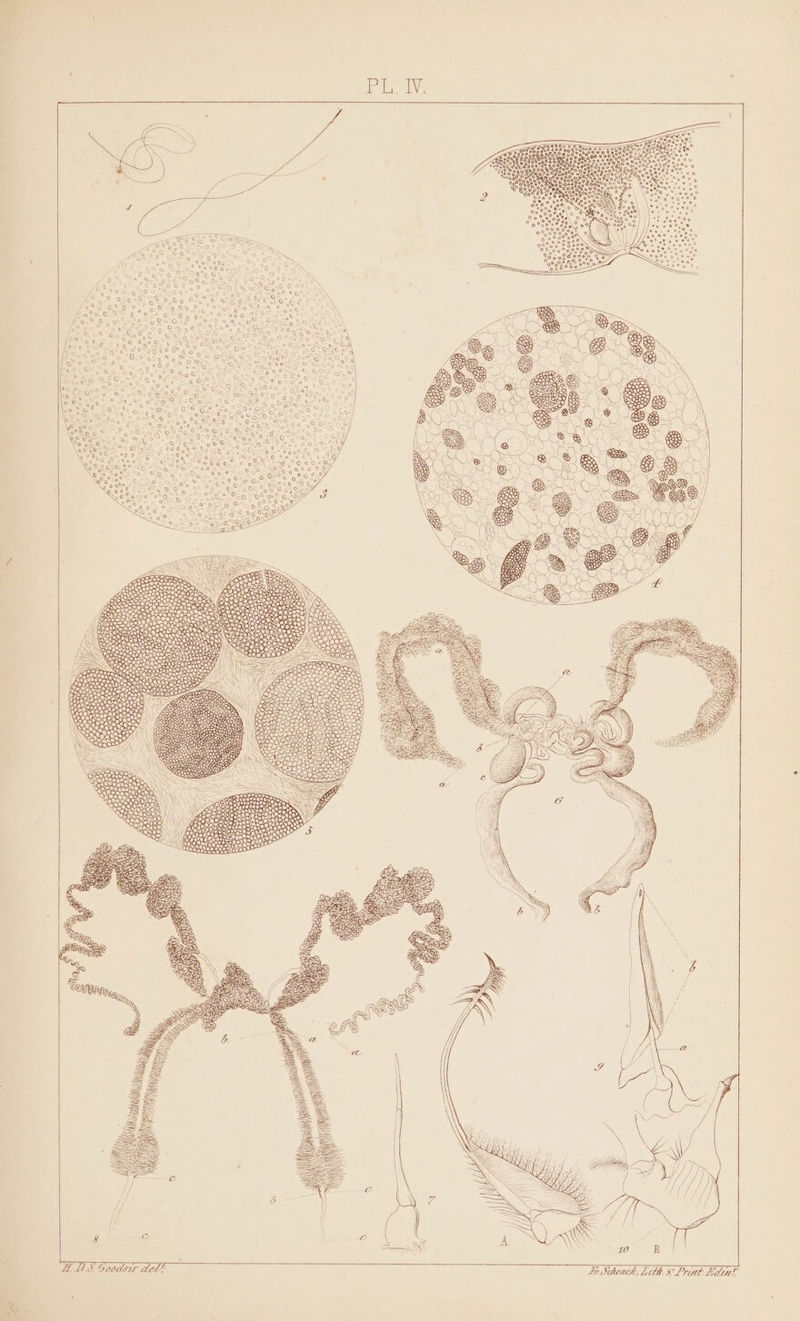 Pil 00 Vise dane a Li Schench, Lith x Prt L Lel® LS LL HDS Good: es lisl