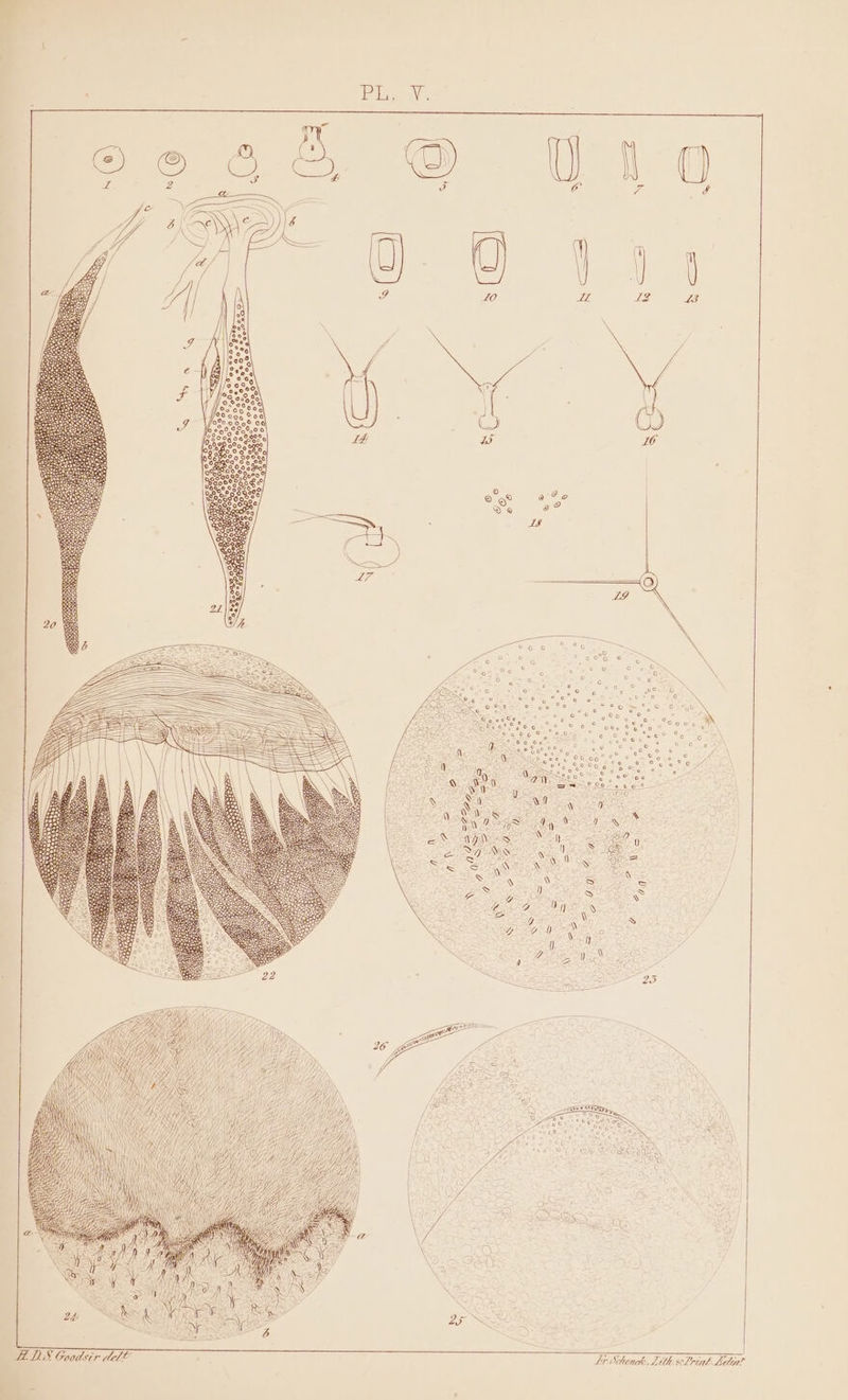 ue ‘ ao r ’ | ee: cd o &amp; )i a Ne ace = | \ i I ZO LL 12 L3 [seeks O CO piss o “as 88 o: ADS Goodsir dell Ti Schenoh, Lith xPrink Lilia?