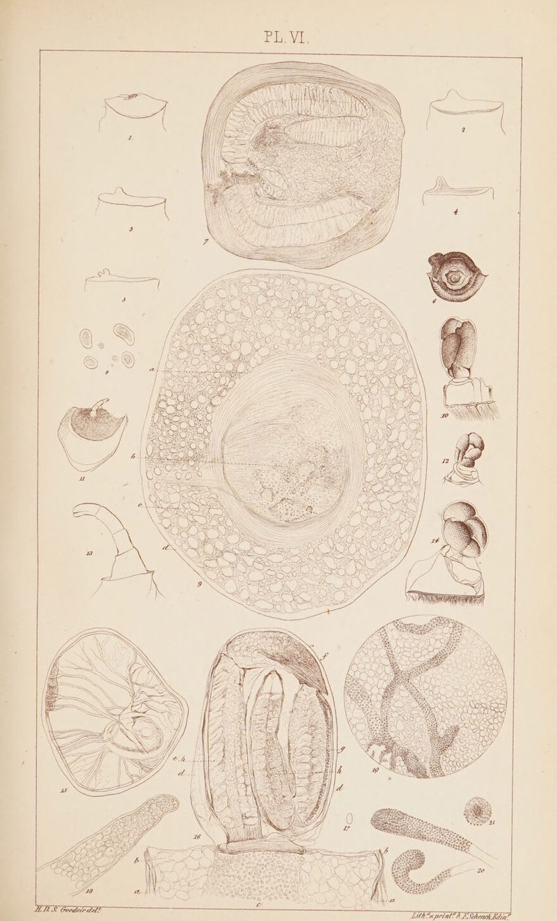 SIRE BoP Nee ie es Lith es print? FE LiNohenh Bla?