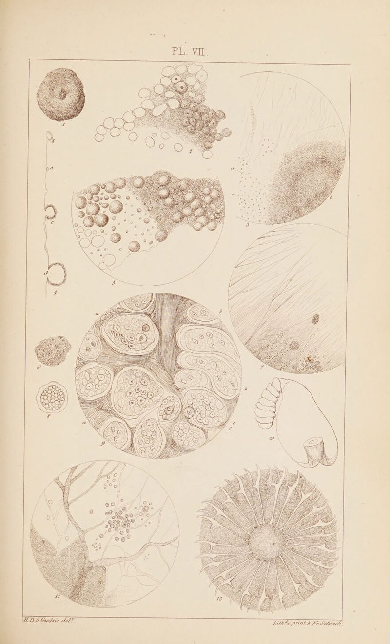 Sith#s priut b Fiblowel: