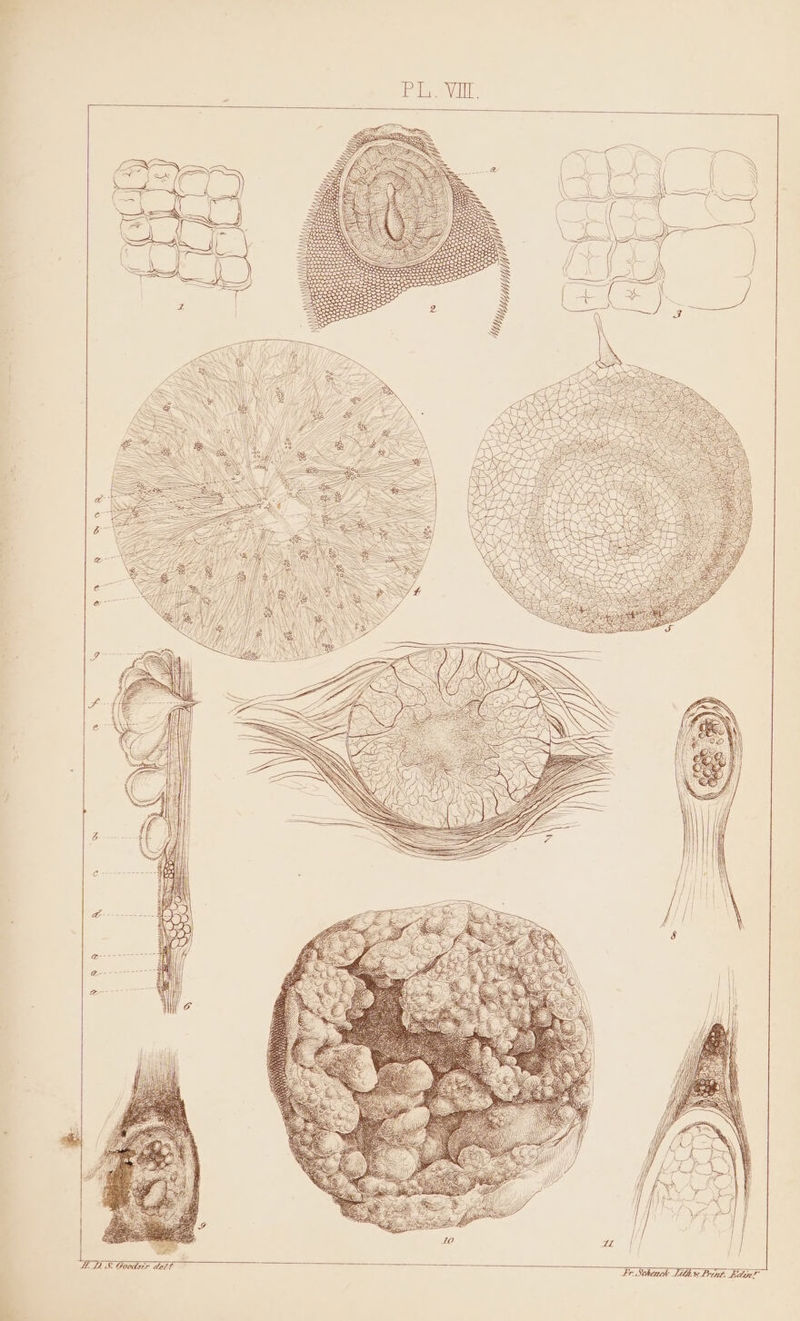 Fr. Schenck Tith.s Print Ldanl LD. S&amp; Goodsir delt