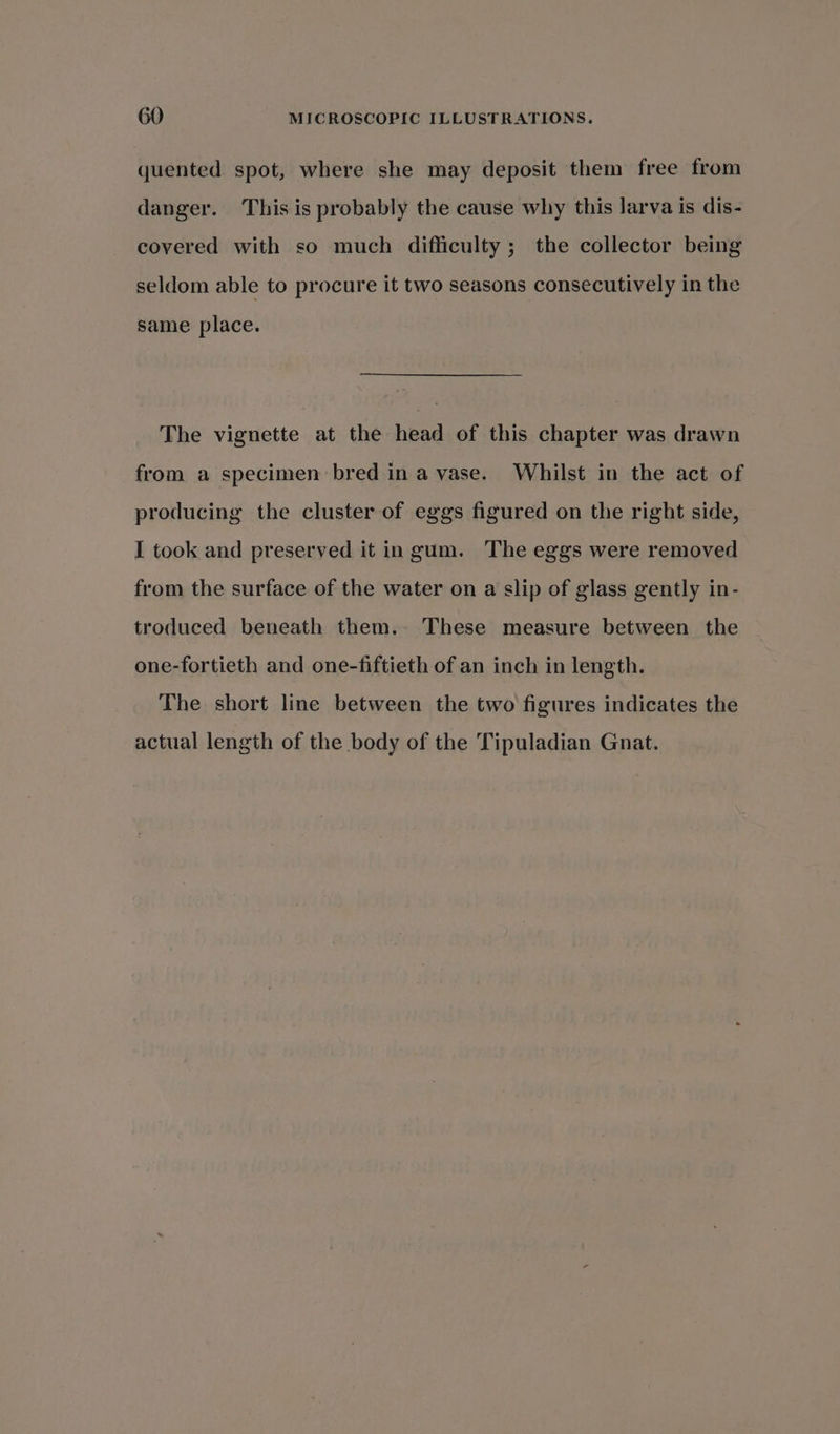 quented spot, where she may deposit them free from danger. This is probably the cause why this larva is dis- covered with so much difficulty ; the collector being seldom able to procure it two seasons consecutively in the same place. The vignette at the head of this chapter was drawn from a specimen bred in a vase. Whilst in the act of producing the cluster of eggs figured on the right side, I took and preserved it in gum. The eggs were removed from the surface of the water on a slip of glass gently in- troduced beneath them. These measure between the one-fortieth and one-fiftieth of an inch in length. The short line between the two figures indicates the actual length of the body of the Tipuladian Gnat.