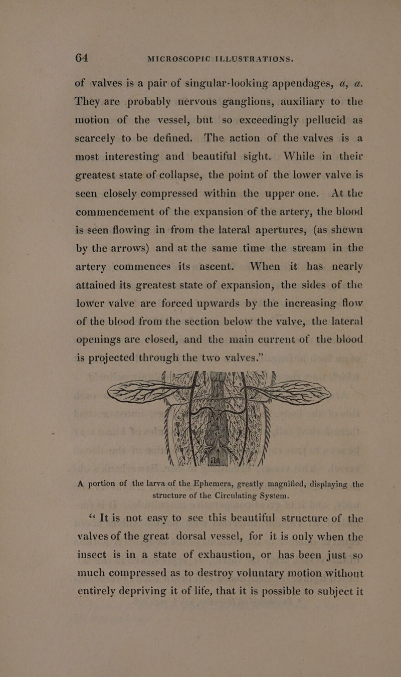 of valves is a pair of singular-looking appendages, a, a. They are probably nervous ganglions, auxiliary to the motion of the vessel, but so exceedingly pellucid as scarcely to be defined. The action of the valves is a most interesting and beautiful sight. While in their greatest state of collapse, the point of the lower valve is seen closely compressed within the upper one. At the commencement of the expansion of the artery, the blood is seen flowing in from the lateral apertures, (as shewn by the arrows) and at the same time the stream in the artery commences its ascent. When it has nearly attained its greatest state of expansion, the sides of the lower valve are forced upwards by the increasing flow of the blood from the section below the valve, the lateral openings are closed, and the main current of the blood is projected peiten the two valves.” LEARNS b H lb \ 3 fe Wee A portion of the larva of the Ephemera, greatly magnified, displaying the structure of the Circulating System. “It is not easy to see this beautiful structure of the valves of the great dorsal vessel, for it is only when the insect is in a state of exhaustion, or has been just -so much compressed as to destroy voluntary motion without entirely depriving it of life, that it is possible to subject it