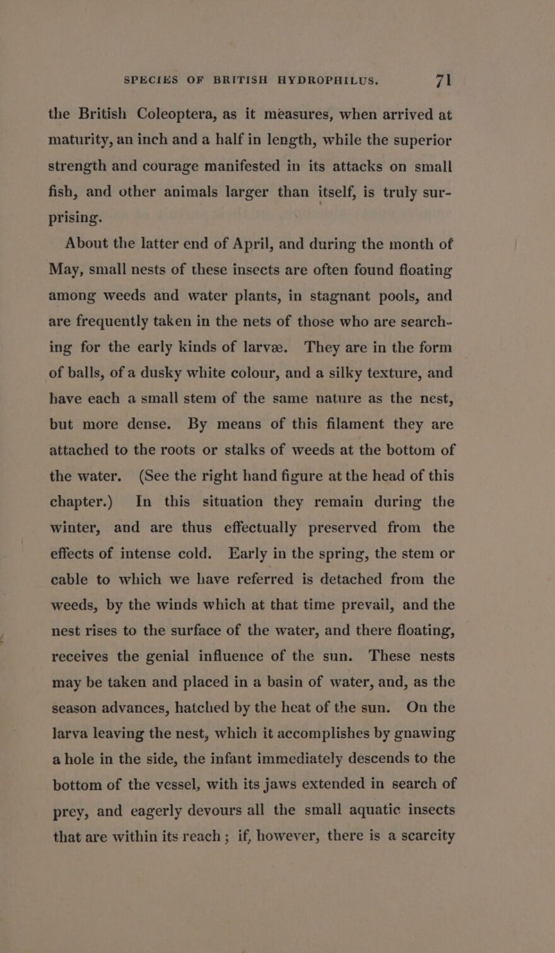 the British Coleoptera, as it measures, when arrived at maturity, an inch and a half in length, while the superior strength and courage manifested in its attacks on small fish, and other animals larger than itself, is truly sur- prising. About the latter end of April, and during the month of May, small nests of these insects are often found floating among weeds and water plants, in stagnant pools, and are frequently taken in the nets of those who are search- ing for the early kinds of larva. They are in the form of balls, of a dusky white colour, and a silky texture, and have each a small stem of the same nature as the nest, but more dense. By means of this filament they are attached to the roots or stalks of weeds at the bottom of the water. (See the right hand figure at the head of this chapter.) In this situation they remain during the winter, and are thus effectually preserved from the effects of intense cold. Early in the spring, the stem or cable to which we have referred is detached from the weeds, by the winds which at that time prevail, and the nest rises to the surface of the water, and there floating, receives the genial influence of the sun. These nests may be taken and placed in a basin of water, and, as the season advances, hatched by the heat of the sun. On the larva leaving the nest, which it accomplishes by gnawing a hole in the side, the infant immediately descends to the bottom of the vessel, with its jaws extended in search of prey, and eagerly devours all the small aquatic insects that are within its reach ; if, however, there is a scarcity
