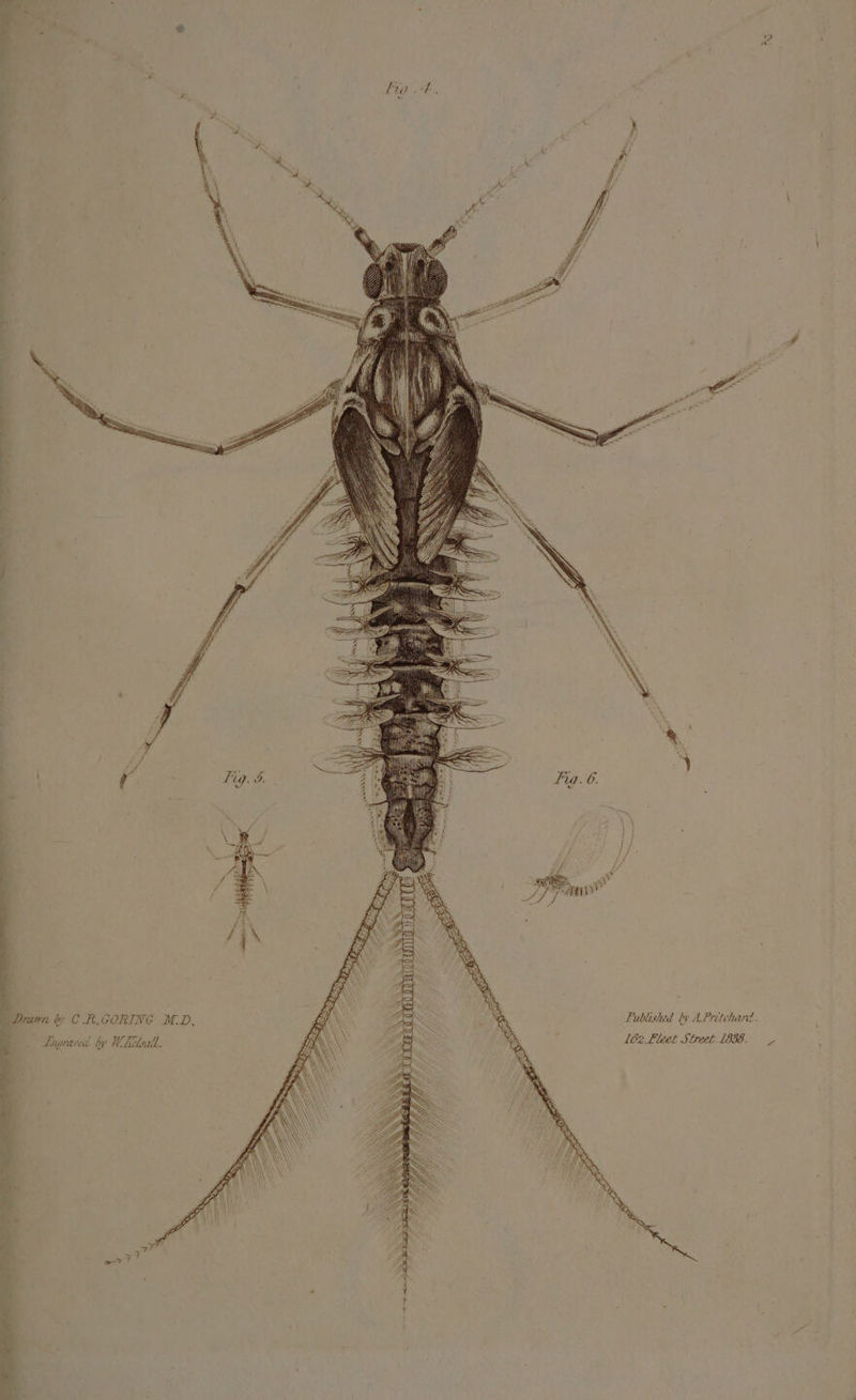 Published cy APritcharé. L62,Fleet Street 1836. Drawn ob C.R.GORINGE M.D,  Engraved by WiKelsall. * i . s 7” av 5 &gt; | .