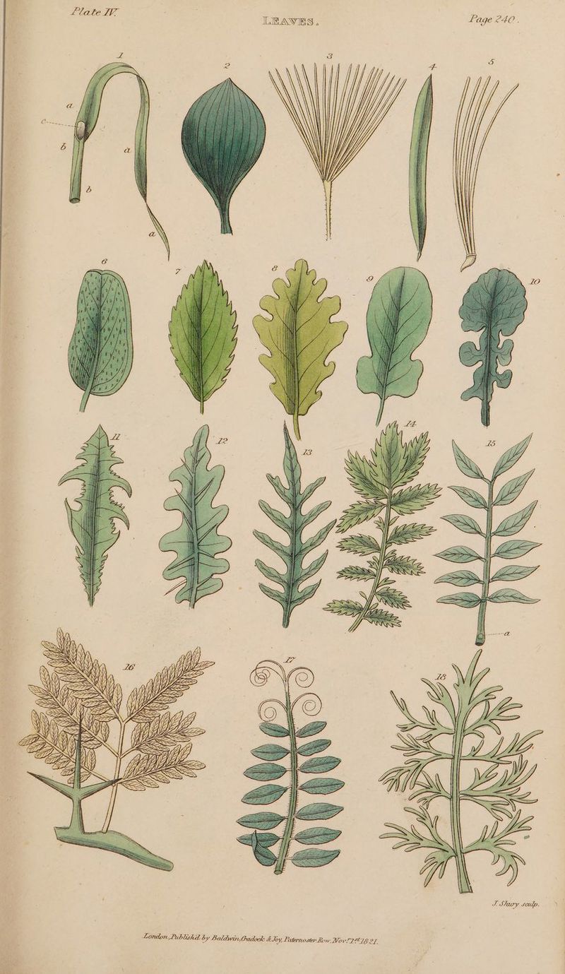 LEAVES. Llate I