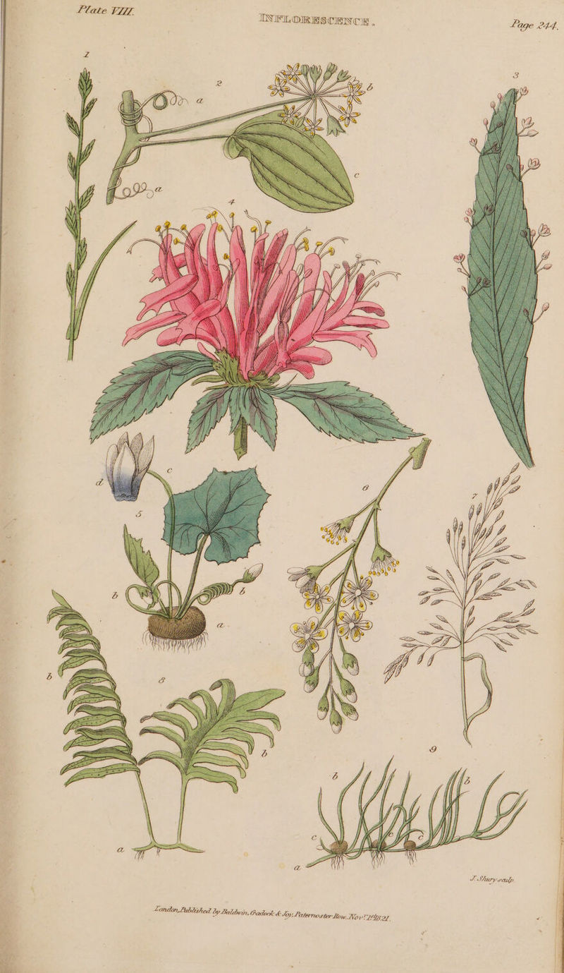 INFLORESCENCE a