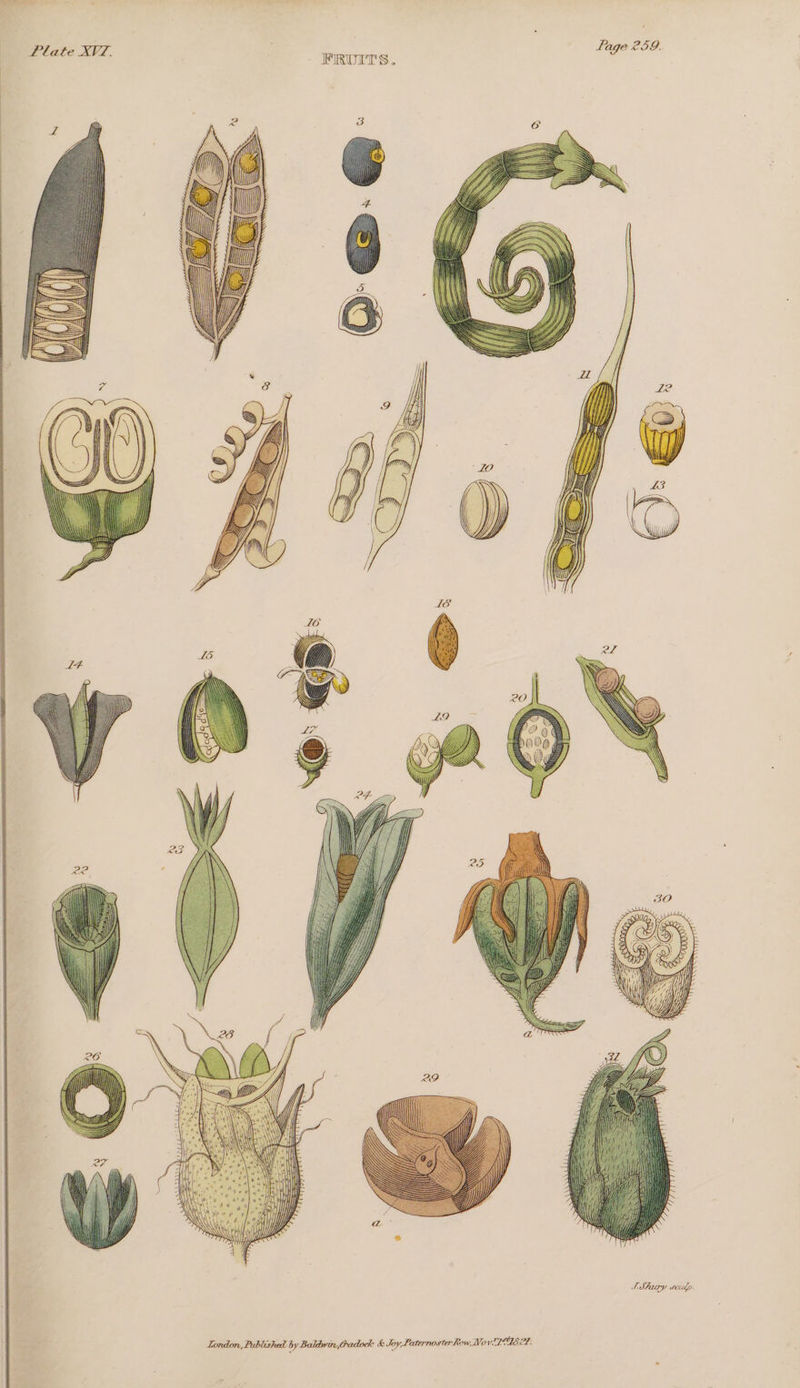/ Plate XVZ. : | Page 259. ro FRUITS. 5 it gilt LT SAuary stip.