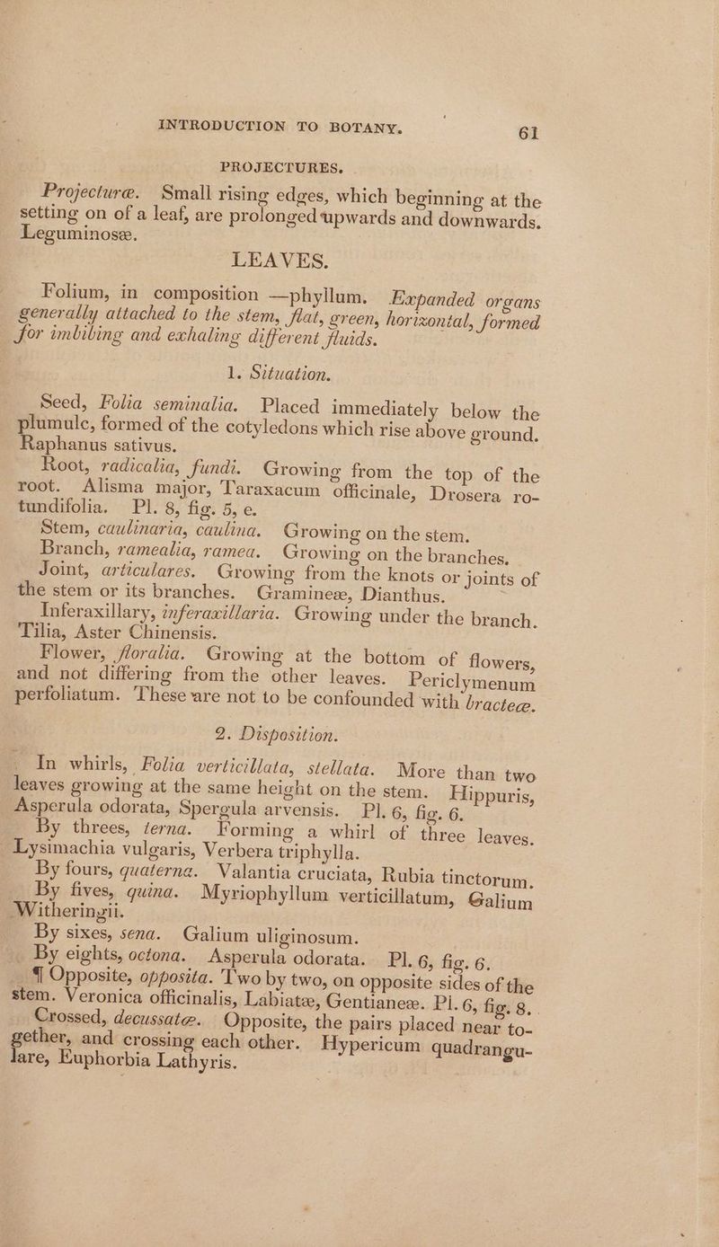 PROJECTURES. Projecture. Small rising edges, which beginning at the setting on of a leaf, are prolonged upwards and downwards, Leguminose. LEAVES. Folium, in composition —phyllum. Eapanded organs generally attached to the stem, fiat, green, horixonial, Sormed Sor imbibing and exhaling different SJluids. 1. S2éuation. Seed, Folia seminalia. Placed immediately below the plumulc, formed of the cotyledons which rise above ground. Raphanus sativus. Root, radicalia, fundi. Growing from the top of the root. Alisma major, Taraxacum officinale, Drosera ro- tundifolia. Pl. 8, fig. 5, e. - Stem, caulinaria, caulina. Growing on the stem. Branch, ramealia, ramea. Growing on the branches, Joint, articulares. Growing from the knots or joints of the stem or its branches. Graminez, Dianthus. : Inferaxillary, inferaxillaria. Growing under the branch. Tilia, Aster Chinensis. Flower, floralia. Growing at the bottom of flowers, and not differing from the other leaves. Periclymenum perfoliatum. ‘These are not to be confounded with bractee. 2. Disposition. In whirls, Folia verticillata, stellata. More than two leaves growing at the same height on the stem. Hippuris, Asperula odorata, Spergula arvensis. Pl. 6, fio. 6. By threes, terna. Forming a whirl of three leaves, _ Lysimachia vulgaris, Verbera triphylla. By fours, guaterne. Valantia cruciata, Rubia tinctorym. By fives, guina. Myriophyllum verticillatum, Galium Witheringii. By sixes, sena. Galium uliginosum. | By eights, octona. Asperula odorata. PI. 6, fig. 6. {| Opposite, opposita. Two by two, on opposite sides of the stem. Veronica officinalis, Labiate, Gentianee. Pi. 6, fig. 8. . Crossed, decussate. Opposite, the pairs placed near to. gether, and crossing each other. Hypericum quadrangu- lare, Euphorbia Lathyris.
