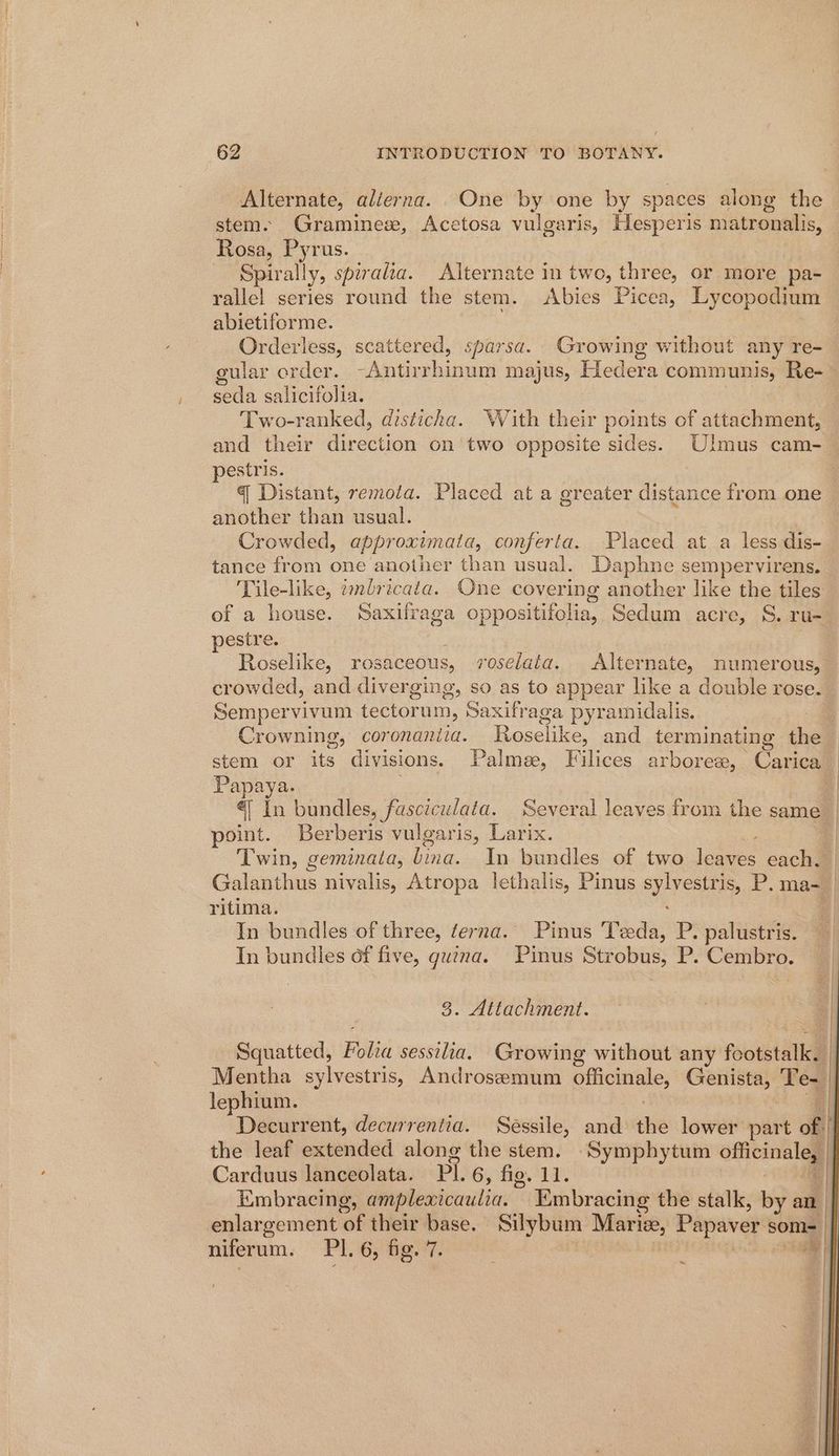 Alternate, alierna. .One by one by spaces along the stem. Graminese, Acetosa vulgaris, Hesperis matronalis, Rosa, Pyrus. Spirally, spiralia. Alternate in two, three, or more pa- rallel series round the stem. Abies Picea, Lycopodium abietiforme. Orderless, scattered, sparsa. Growing without any re- cular order. -Antirrhinum majus, Hedera communis, Re- =) . e @ e seda salicifolia. Two-ranked, disticha. With their points of attachment, and their direction on two opposite sides. Ulmus cam- pestris. q Distant, remota. Placed at a greater distance from one another than usual. Crowded, approximata, conferta. Placed at a less dis- tance from one another than usual. Daphne sempervirens. Tile-like, wndricata. One covering another like the tiles of a house. Saxifraga oppositifolia, Sedum acre, S. ru- pestre. : Roselike, rosaceous, roselata. Alternate, numerous, crowded, and diverging, so as to appear like a double rose. Sempervivum tectorum, Saxifraga pyramidalis. Crowning, coronaniia. Roselike, and terminating the stem or its divisions. Palme, Filices arboreew, Carica Papaya. | «| In bundles, fasciculata, Several leaves from the same | point. Berberis vulgaris, Larix. Ree | Twin, geminata, bina. In bundles of two leaves each. | Galanthus nivalis, Atropa lethalis, Pinus sylvestris, P. ma- | ritima. 4 In bundles of three, terna. Pinus Teeda, P. palustris. | In bundles of five, guina. Pinus Strobus, P. Cembro. 3. Attachment. Squatted, Folia sessilia. Growing without any footstalk. Mentha sylvestris, Androseemum officinale, Genista, Te- lephium. | 7 Decurrent, decurrentia. Sessile, and the lower part of: the leaf extended along the stem. Symphytum officinale, Carduus lanceolata. Pl. 6, fig. 11. i : Embracing, amplexicaulia. Vambracing the stalk, by an fl enlargement of their base. Silybum Marize, Papaver som- niferum. PI. 6, fig. 7. mt .