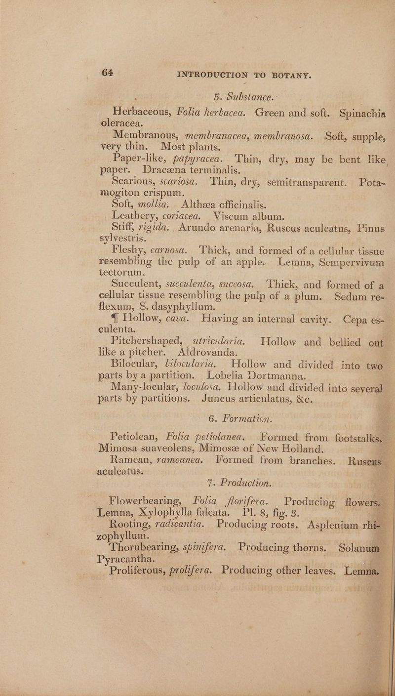 A 5. Substance. - Herbaceous, Folia herbacea. Green and soft. Spinachia oleracea. Membranous, membranacea, membranosa. Soft, supple, very thin. Most plants, Paper-like, papyracea. Thin, dry, may be bent like paper. Draczena terminalis. Scarious, scariosa. Thin, dry, semitransparent. Pota~ mogiton crispum. Soft, mollia. Althsea officinalis. Leathery, coriacea. Viscum album. Suff, rigida. , Arundo arenaria, Ruscus aculeatus, Pinus sylvestris. Fleshy, carnosa. Thick, and formed of a cellular tissue resembling the pulp of an apple. Lemna, Sempervivum tectorum. Succulent, succulenta, succosa. ‘Thick, and formed of a cellular tissue resembling the pulp of a plum. Sedum re- flexum, S. dasyphyllum. 4] Hollow, cava. Having an internal cavity. Cepa es- culenta. Pitchershaped, uétricularia. Hollow and bellied out like a pitcher. Aldrovanda. Bilocular, dilocularia. Hollow and divided into two parts by a partition. Lobelia Dortmanna. Many-locular, doculosa. Hollow and divided into several — parts by partitions. Juncus articulatus, &amp;c. 6. Formation. Petiolean, Folia petiolanea. Formed from footstalks, — Mimosa suaveolens, Mimose of New Holland. ye Ramean, rameanea. Formed from branches. Ruseasy a aculeatus. ee | 7. Production. Flowerbearing, Folia florifera. Producing flowers. Lemna, Xylophylla falcata. PI. 8, fig. 3. . Rooting, radicantia. Pr oducing roots. Asplenium 7H zophyllum. : Thornbearing, spinifera. Producing therns. Solanum : Pyracantha, Proliferous, prolifera. Producing other leaves. Lemna,