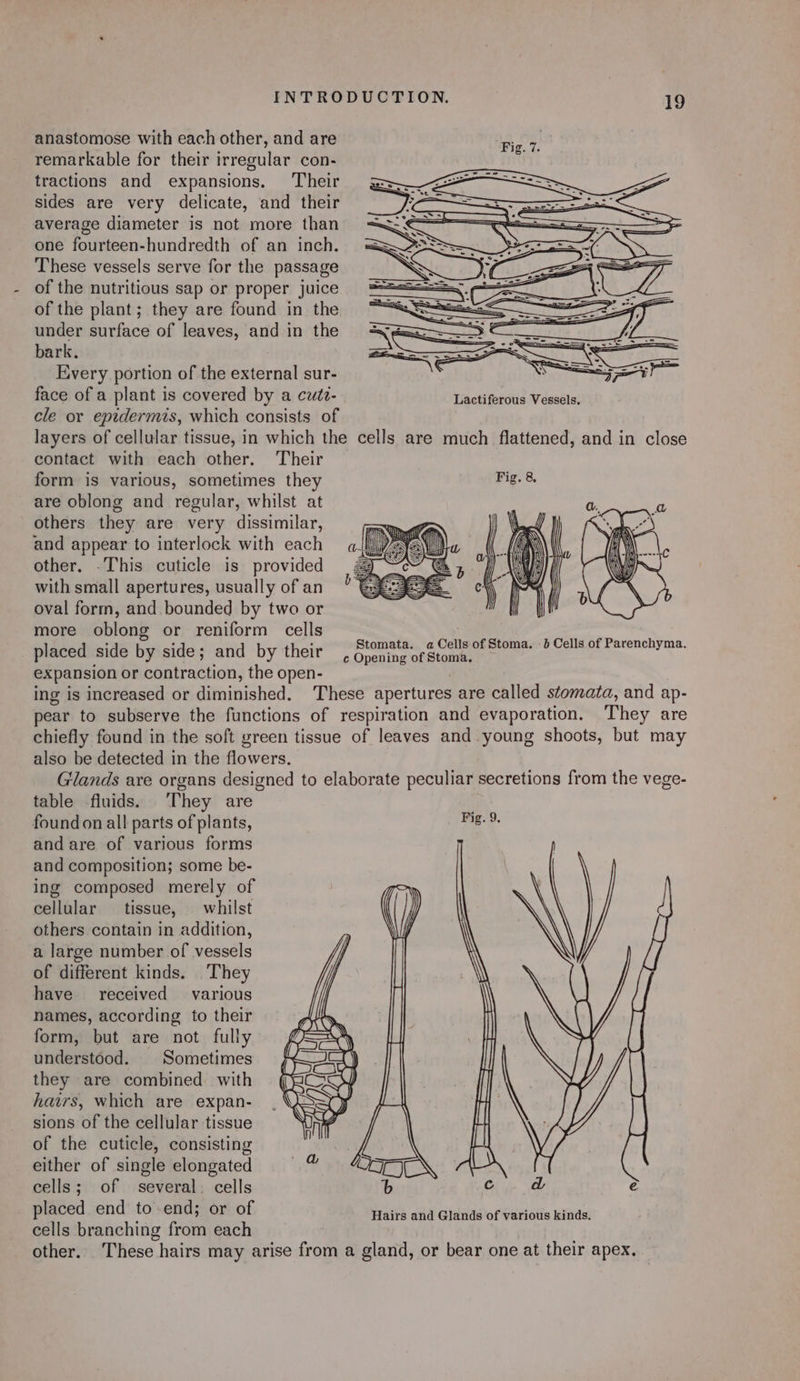 anastomose with each other, and are remarkable for their irregular con- tractions and expansions, ‘Their sides are very delicate, and their average diameter is not more than one fourteen-hundredth of an inch. These vessels serve for the passage of the nutritious sap or proper juice of the plant; they are found in the under surface of leaves, and in the bark. Every portion of the external sur- face of a plant is covered by a cute- cle or epidermis, which consists of Lactiferous Vessels. contact with each other. Their form is various, sometimes they are oblong and regular, whilst at others they are very dissimilar, and appear to interlock with each other. -This cuticle is provided with small apertures, usually of an oval form, and bounded by two or more oblong or reniform cells placed side by side; and by their expansion or contraction, the open- ing is increased or diminished. They are also be detected in the flowers. table fluids. They are foundon all parts of plants, and are of various forms and composition; some be- ing composed merely of cellular tissue, whilst others contain in addition, a large number of vessels of different kinds. They have received various names, according to their form, but are not fully understood. Sometimes they are combined with hawrs, which are expan- sions of the cellular tissue of the cuticle, consisting either of single elongated cells; of several. cells placed end to end; or of cells branching from each other. Fig. 9. ¢ a é Hairs and Glands of various kinds.