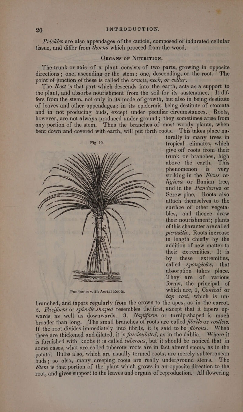 Prickles are also appendages of the cuticle, composed of indurated cellular tissue, and differ from thorns which proceed from the wood. Orcans or NutRITION. The trunk or axis of a plant consists of two parts, growing in opposite directions ; one, ascending or the stem; one, descending, or the root. The point of junction of these is called the crown, neck, or collar. The Root is that part which descends into the earth, acts as a support to the plant, and absorbs nourishment from the soil for its sustenance. It dif- fers from the stem, not only in its mode of growth, but also in being destitute of leaves and other appendages; in its epidermis being destitute of stomata and in not producing buds, except under peculiar circumstances. Roots, however, are not always produced under ground; they sometimes arise from any portion of the stem. Thus the branches of most woody plants, when bent down and covered with earth, will put forth roots. This takes place na- turally in many trees in Fig. 10. tropical climates, which give off roots from their trunk or branches, high above the earth. This phenomenon is very striking in the Ficus re- ligiosa or Banian tree, and in the Pandanus or Screw pine. Roots also attach themselves to the surface of other vegeta- bles, and thence draw their nourishment; plants of this character arecalled parasitic. Roots increase in length chiefly by the addition of new matter to their extremities. It is by these extremities, called spongtoles, that absorption takes place. They’ are of various forms, the principal of Pandanus with Aerial Roots. which are, 1, Contcal or tap root, which is un- branched, and tapers regularly from the crown to the apex, as in the carrot. 2. Fusiform or spindle-shaped resembles the first, except that it tapers up- wards as well as downwards. 3. Napiform or turnip-shaped is much broader than long. The small branches of roots are called fidra/s or rootlets. If the root divides immediately into fibrils, it is said to be fibrous. When these are thickened and dilated, it is fasczculated, as in the dahlia. Where it is furnished with knobs it is called tuberous, but it should be noticed that in some cases, what are called tuberous roots are in fact altered stems, as in the potato. Bulbs also, which are usually termed roots, are merely subterranean buds; so also, many creeping roots are really underground stems. The Stem is that portion of the plant which grows in an opposite direction to the root, and gives support to the leaves and organs of reproduction. All flowering NE tcp Tt umm SE TEMLELAAL LAA Hid _/ ee reser ti ik ay H 4 i W 2