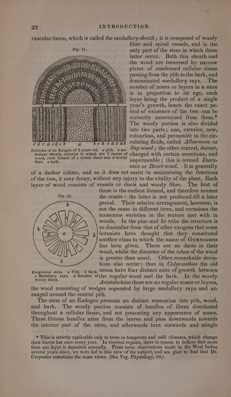 vascular tissue, which is called the medullary sheath ; it is composed of woody fibre and spiral vessels, and is the only part of the stem in which these latter occur. Both. this sheath and the wood are traversed by narrow plates of condensed cellular tissue passing from the pith to the bark, and denominated medullary rays. The number of zones or layers in a stem is in proportion to its age, each layer being the product of a single year’s growth, hence the exact pe- riod of existence of the tree can be correctly ascertained from them.* The woody portion is also divided into two parts ; one, exterior, new, FMAM EAI IGpeteistoesroa sen fll Many colourless, and permeable to the cir- Cie dcaok? ae ORS ‘ade culating fluids, called Alburnum or Sections of an Exogen of 3 years old. apith. b me- Sap wood 4 the other central, denser, dullary sheath, exterior to which are 3 layers of charged with certain secretions, and Meat, one a of ¢ dotted ducts and d woody impermeable : this is termed Dura- men or Heart wood, It is generally of a darker colour, and as it does not assist in maintaining the functions of the tree, it may decay, without any injury to the vitality of the plant. Each layer of wood consists of vessels or ducts and woody fibre. The first of these is the earliest formed, and therefore nearest Fig. 12. the centre: the latter is not produced till a later period, ‘Their relative arrangement, however, is not the same in different trees, and occasions the numerous varieties in the texture met with in woods. In the pine and fir tribe the structure is so dissimilar from that of other exogens that some botanists have thought that they constituted another class to which the name of GymNnoGENs has been given, ‘There are no ducts in their wood, whilst the diameter of the tubes of the wood is greater than usual. Other.remarkable devia- tions also occur; thus in Calycanthus the old Exogenous stem, a Pith. b Bark, Stems have four distinct axes of growth between ¢ Medullary rays. d@ Bundles ofthe regular wood and the bark. In the woody woody fibres. :  Aristolochias there are no regular zones or layers, the wood consisting of wedges separated by large medullary rays and ar- ranged around the central pith. | The stem of an Endogen presents no distinct separation into pith, wood, and bark. ‘The woody portion consists of bundles of fibres distributed throughout a cellular tissue, and not presenting any appearance of zones. These fibrous bundles arise from the leaves and pass downwards towards the interior part of the stem, and afterwards turn outwards and mingle a ag eaten BO Tea + ie : Baihve (\ * This is strictly applicable only to trees in temperate and cold climates, which change their leaves but once every year. In tropical regions, there is reason to believe that more than one layer is deposited annually. From some observations made in the West Indies several years since, we were led to this view of the subject, and are glad to find that Dr. Carpenter entertains the same views. (See Veg. Physiology, 98.)