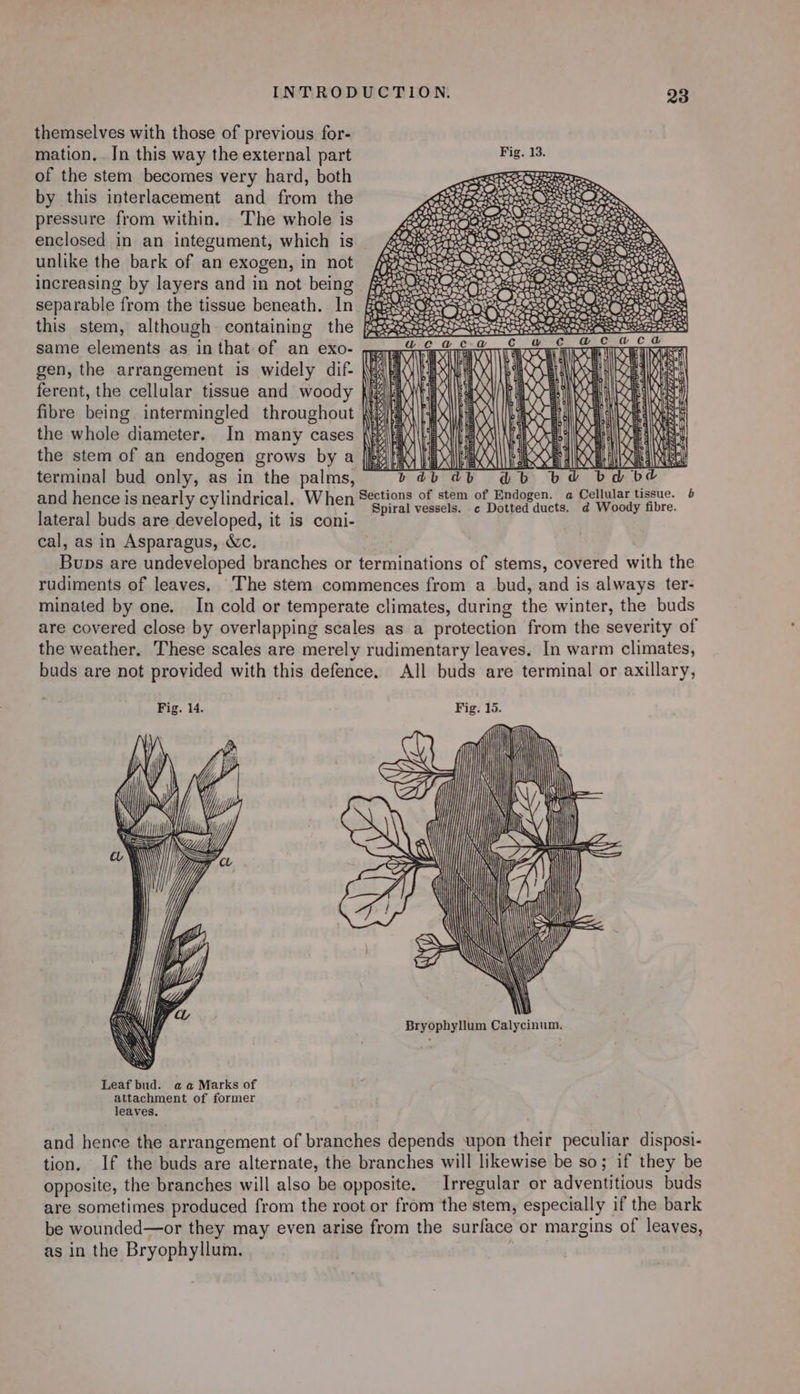 themselves with those of previous for- mation. . In this way the external part of the stem becomes very hard, both by this interlacement and from the pressure from within. The whole is enclosed in an integument, which is unlike the bark of an exogen, in not increasing by layers and in not being A separable from the tissue beneath. In Bax this stem, although containing the f same elements as in that of an exo- gen, the arrangement is widely dif- ferent, the cellular tissue and woody fibre being intermingled throughout Wee the whole diameter. In many cases {}eip the stem of an endogen grows by a [fry terminal bud only, as in the palms, — and hence isnearly cylindrical. When Sgtions of stem of Endogen. 0 Geulas ise: 4 lateral buds are developed, it is coni- cal, as in Asparagus, Wc. | Bups are undeveloped branches or terminations of stems, covered with the rudiments of leaves. The stem commences from a bud, and is always ter- minated by one. In cold or temperate climates, during the winter, the buds are covered close by overlapping scales as a protection from the severity of the weather. These scales are merely rudimentary leaves. In warm climates, buds are not provided with this defence. All buds are terminal or axillary, TT EOS i COoee=x Futian POO fata a annie om a ? Koo SOs Leaf bud. aa Marks of attachment of former leaves. and hence the arrangement of branches depends upon their peculiar disposi- tion. If the buds are alternate, the branches will likewise be so; if they be opposite, the branches will also be opposite. Irregular or adventitious buds are sometimes produced from the root or from the stem, especially if the bark be wounded—or they may even arise from the surface or margins of leaves, as in the Bryophyllum.