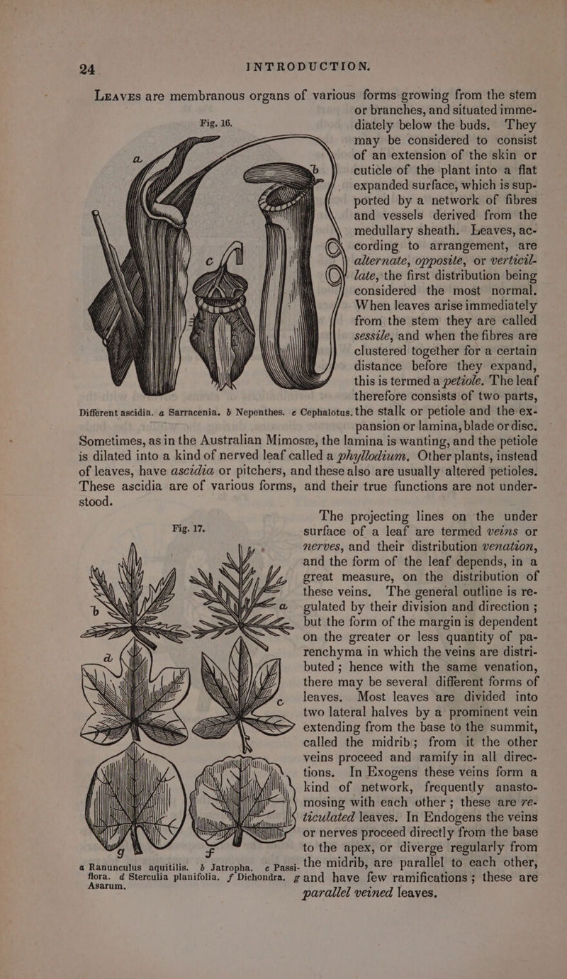 LEavEs are membranous organs of various forms growing from the stem or branches, and situated imme- diately below the buds. They may be considered to consist of an extension of the skin or cuticle of the plant into a flat expanded surface, which is sup- ported by a network of fibres” and vessels derived from the medullary sheath. Leaves, ac- cording to arrangement, are alternate, opposite, or verticil- late, the first distribution being considered the most normal. When leaves arise immediately from the stem they are called sessile, and when the fibres are clustered together for a certain distance before they expand, this is termed a petzole. ‘The leaf therefore consists of two parts, Different ascidia. a Sarracenia, b Nepenthes. ¢ Cephalotus.the stalk or petiole and the ex- pansion or lamina, blade or disc. Sometimes, as in the Australian Mimosze, the lamina is wanting, and the petiole is dilated into a kind of nerved leaf called a phyllodium, Other plants, instead of leaves, have asczdza or pitchers, and these also are usually altered petioles, These ascidia are of various forms, and their true functions are not under- stood. The projecting lines on ‘the under Fig. 17. surface of a leaf are termed ves or nerves, and their distribution venation, and the form of the leaf depends, in a great measure, on the distribution of these veins. ‘The general outline is re- gulated by their division and direction ; but the form of the margin is dependent on the greater or less quantity of pa- renchyma in which the veins are distri- buted ; hence with the same venation, there may be several different forms of leaves. Most leaves are divided into two lateral halves by a prominent vein extending from the base to the summit, called the midrib; from it the other veins proceed and ramify in all direc- tions. In Exogens these veins form a kind of network, frequently anasto- mosing with each other; these are re- taculated leaves. In Endogens the veins or nerves proceed directly from the base to the apex, or diverge regularly from @ Ranunculus aquitilis. 6 Jatropha. ec Passi- the midrib, are parallel to each other, Hae My Sterculia planifolia. f Dichondra. g and have few ramifications; these are parallel veined leaves.