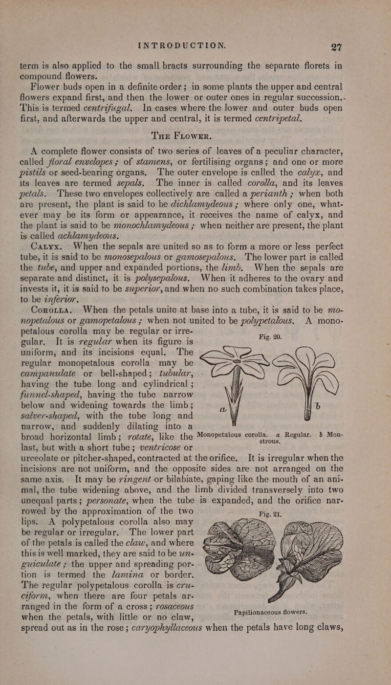 term is also applied to the small bracts surrounding the separate florets in compound flowers. Flower buds open in a definite order; in some plants the upper and central flowers expand first, and then the lower or outer ones in regular succession.. This is termed centrifugal. In cases where the lower and outer buds open first, and afterwards the upper and central, it is termed centrapetal. THE FLOWER. A complete flower consists of two series of leaves of a peculiar character, called floral envelopes ; of stamens, or fertilising organs; and one or more prstils or seed-bearing organs, ‘The outer envelope is called the calyx, and its leaves are termed sepals. The inner is called corolla, and its leaves petals. These two envelopes collectively are called a perzanth ; when both are present, the plant is said to be dechlamydeous ; where only one, what- ever may be its form or appearance, it receives the name of calyx, and the plant is said to be monochlamydeous ; when neither are present, the plant is called achlamydeous. 3 Catyx. When the sepals are united so as to form a more or less perfect tube, it is said to be monosepalous or gamosepalous. ‘The lower part is called the tbe, and upper and expanded portions, the dmb. When the sepals are separate and distinct, it is polysepalous. When it adheres to the ovary and invests it, it is said to be swperzor, and when no such combination takes place, to be znferzor. : Corotta. When the petals unite at base into a tube, it is said to be mo- _nopetalous or gamopetalous ; when not united to be polypetalous. A mono- petalous corolla may be regular or irre- gular. It is regular when its figure is uniform, and its incisions equal. The regular monopetalous corolla may be campanulate or bell-shaped ; tubular, having the tube long and cylindrical ; funnel-shaped, having the tube narrow below and widening towards the limb; salver-shaped, with the tube long and narrow, and suddenly dilating into a broad horizontal limb; rotate, like the Monopetalous RPE an ys Roeaglaget Mon- last, but with a short tube; ventricose or urceolate or pitcher-shaped, contracted at the orifice. It is irregular when the incisions are not uniform, and the opposite sides are not arranged on the same axis, It may be rzzgent or bilabiate, gaping like the mouth of an ani- mal, the tube widening above, and the limb divided transversely into two unequal parts; yersonate, when the tube 1s expanded, and the orifice nar- rowed by the approximation of the two lips. A polypetalous corolla also may be regular or irregular. The lower part of the petals is called the claw, and where this is well marked, they are said tobe wn- X® guiculate ; the upper and spreading por- . a tion is termed the lamina or border. ~ The regular polypetalous corolla is cru- ciform, when there are four petals ar- ranged in the form of a cross ; rosaceous when the petals, with little or no claw, spread out as in the rose; caryophyllaceous when the petals have long claws,