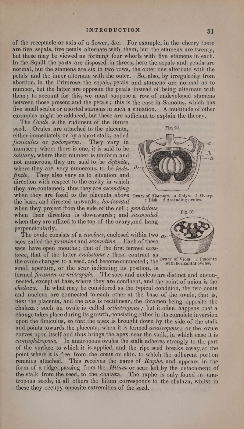 of the receptacle or axis of a flower, &amp;c. For example, in the cherry there are five sepals, five petals alternate with them, but the stamens are twenty, but these may be viewed as forming four whorls with five stamens in each. In the Squill the parts are disposed in threes, here the sepals and petals are normal, but the stamens are six in two rows, the outer one alternate with the petals and the inner alternate with the outer. So, also, by irregularity from abortion, in the Primrose the sepals, petals and stamens are normal as to number, but the latter are opposite the petals instead of being alternate with them; to account for this, we must suppose a row of undeveloped stamens between those present and the petals ; this is the case in Samolus, which has five small scales or aborted stamens in such a situation. A multitude of other examples might be adduced, but these are sufficient to explain the theory. The Ovule is the rudiment of the future seed. Ovules are attached to the placenta, _ Fig..29, either immediately or by a short stalk, called funiculus or podosperm. They vary in number; where there is one, it is said to be solitary, where their number is uniform and not numerous, they are said to be definite, where they are very numerous, to be inde. ¢- finite. They also vary as to situation and diréction with respect to the cavity in which they are contained; thus they are ascending when they are fixed to the placenta above ovary of Thamnia. a Calyx. b Ovary. the base, and directed upwards; horizontal IO, Te Rea NS Heh ted when they project from the side of the cell; pendulous when their direction is downwards; and suspended when they are affixed to the top of the ovary,and hang perpendicularly. The ovule consists of a nucleus, enclosed within two g..- sacs called the pramene and secundine. Each of these sacs, have open mouths; that of the first termed ezos- tome, that of the latter exdostome ; these contract as : the ovule changes to a seed, and become connected ; the OVtY,,° Viola. a Placenta small aperture, or the scar indicating its position, is termed foramen or micropyle. The sacs and nucleus are distinct and uncon-, nected, except at base, where they are confluent, and the point of union is the chalaza. .In what may be considered as the typical condition, the two coats and nucleus.are connected to each other at the base of the ovule, that is, next the placenta, and the axis is rectilinear, the foramen being opposite the chalaza; such an ovule is called orthotropous ; but it.often happens that a change takes place during its growth, consisting either in its complete inversion upon the funiculus, so that the apex is brought down by the side of the stalk and points towards the placenta, when it is termed anatropous ; or the ovule curves upon itself'and thus brings the. apex near the stalk, in which case it is campylotropous. In anatropous ovules the stalk adheres strongly to the part of the surface to which it is applied, and the ripe seed breaks away.at the point where it is free from the coats or skin, to which the adherent portion remains attached. ‘This receives the name of Raphe, and appears in the form of a ridge, passing from the Hi/um or scar left by the detachment of the stalk from the seed, to the chalaza. ‘The raphe is only found in ana- tropous seeds, in all others the hilum corresponds to the chalaza, whilst in these they occupy opposite extremities of the seed. ih wants y = yy hh