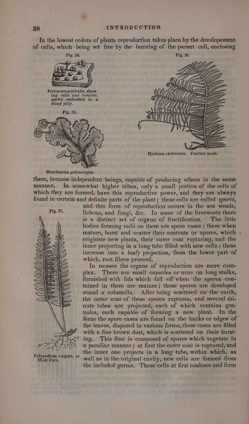 slimy jelly. SSS Za in : ee (S = & ip? a ESS ES ZEEE ty 57S Z NEL LLERE 1 SD Z s SY MLE f Ny ae oe 2 SS a! Z Z =a) Se Gc PGi Hydnum castrensis. Feather moss, f cg ypyin) MAAR ES 0 Polypodium vulgare, or Wall Fern. Lfg \ and this form of reproduction occurs in the sea weeds, lichens, and fungi, &c. In some of the liverworts there is a distinct set of organs of fructification. The little bodies forming radii on them are spore cases ; these when mature, burst and scatter their contents or spores, which originate new plants, their outer coat rupturing, and the inner projecting in a long tube filled with new cells ; these increase into a leafy projection, from the lower part of which, root-fibres proceed. In mosses the organs of reproduction are more com- plex. There are small capsules or urns on long stalks, furnished with lids which fall off when the spores con- tained in them are mature; these spores are developed round a columella. After being scattered on the earth, the outer coat of these spores ruptures, and several mi- nute tubes aré projected, each of which contains gra- nules, each capable of forming a new plant. In the ferns the spore cases are found on the backs or edges of the leaves, disposed in various forms, these cases are filled with a fine brown dust, which is scattered on their burst- ing. This dust is composed of spores which vegetate in a peculiar manner ; at first the outer coat is ruptured, and the inner one projects in a long tube, within which, as well as in the original cavity, new cells are formed from the included germs, These cells at first coalesce and form
