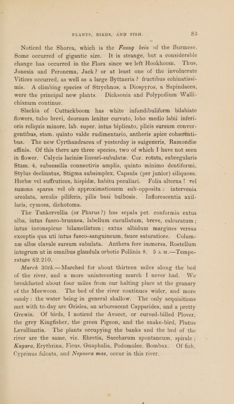 Noticed the Shorea, which is the Foung bein of the Burmese. Some occurred of gigantic size. It is strange, but a considerable change has occurred in the Flora since we left Hookhoom. Thus, Jonesia and Peronema, Jack? or at least one of the involucrate Vitices occurred, as well as a large Byttneria? fructibus echinatissi- mis. A climbing species of Strychnos, a Diospyros, a Sapindacea, were the principal new plants. Dicksonia and Polypodium Walli- chianum continue. Slackia of Cuttackboom has white infundibuliform bilabiate flowers, tubo brevi, deorsum leniter curvato, lobo medio labii inferi- oris reliquis minore, lab. super. intus biplicato, plicis sursum conver- gentibus, stam. quinto valde rudimentario, antheris apice coherénti- bus. The new Cyrthandracea of yesterday is suigeneris, Ramondiz affinis. Of this there are three species, two of which I have not seen in flower. Calycis laciniz lineari-subulate. Cor. rotata, subregularis Stam. 4, subsessilia connectivis amplis, quinto minimo dentiformi. Stylus declinatus, Stigma subsimplex, Capsula (per junior) siliquosa. Herbee vel suffrutices, hispid, habitu peculiari. Folia alterna! vel summa sparsa vel ob approximationem sub-opposita: intervenia areolata, areolis piliferis, pilis basi bulbosis. Inflorescentia axil- laris, cymosa, dichotoma. The Tankervellia (or Pharus?) has sepala pet. conformia extus alba, intus fuseo-brunnea, labellum cucullatum, breve, calcaratum ; intus inconspicue bilamellatum; extus albidum margines versus exceptis qua uti intus fusco-sanguineum, fauce saturatiore. Colum- nz albz clavale sursum subulata. Anthera fere immersa, Rostellum integrum ut in omnibus glandula orbotis Pollinia 8. 5 a.m.—Tempe- rature 62.210. © March 30th.—Marched for about thirteen miles along the bed of the river, and a more uninteresting march [ never had. We breakfasted about four miles from our halting place at the granary of the Meewoon. ‘The bed of the river continues wider, and more sandy: the water being in general shallow. The only acquisitions met with to-day are Grislea, an arborescent Capparidea, and a pretty Grewia. Of birds, I noticed the Avocet, or curved-billed Plover, the grey Kingfisher, the green Pigeon, and the snake-bird, Plutus Levalliantia. The plants occupying the banks and the bed of the river are the same, viz. Ehretia, Saccharum spontaneum, spirale ; Kagara, Erythrina, Ficus, Gnaphalia, Podomolee, Bombax.. Of fish, Cyprinus falcata, and Nepoora mas, occur in this river.