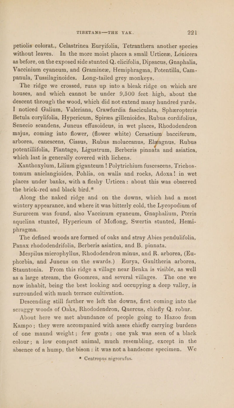 petiolis colorat., Celastrinea Euryifolia, Tetranthera another species without leaves. In the more moist places a small Urticeze, Lonicera as before, on the exposed side stunted Q. elicifolia, Dipsacus, Gnaphalia, Vaccinium cyaneum, and Graminex, Hemiphragma, Potentilla, Cam- panula, Tussilaginoides. Long-tailed grey monkeys. The ridge we crossed, runs up into a bleak ridge on which are houses, and which cannot be under 9,500 feet high, about the descent through the wood, which did not extend many hundred yards. I noticed Galium, Valeriana, Crawfurdia fasciculata, Sphzropteris Betula corylifolia, Hypericum, Spireea gillenioides, Rubus cordifolius, Senecio scandens, Juncus effusoideus, in wet places, Rhododendron majus, coming into flower, (flower white) Cerastium bacciferum, arborea, canescens, Cissus, Rubus moluccanus, Elxagnus, Rubus potentillifolia, Plantago, Ligustrum, Berberis pinnata and asiatica, which last is generally covered with lichens. Xanthoxylum, Lilium giganteum ! Polytrichium fuscescens, Trichos- tomum anielangioides, Pohlia, on walls and rocks, Adoxa! in wet places under banks, with a fleshy Urticea: about this was observed the brick-red and black bird.* Along the naked ridge and on the downs, which had a most wintery appearance, and where it was bitterly cold, the Lycopodium of Surureem was found, also Vaccinum cyaneum, Gnaphalium, Pteris aquelina stunted, Hypericum of Moflong, Swertia stunted, Hemi- phragma. — The defined woods are formed of oaks and stray Abies pendulifolia, Panax rhododendrifolia, Berberis asiatica, and B. pinnata. Mespilus microphyllus, Rhododendron minus, and R. arborea, (Eu- phorbia, and Juncus on the swards.) Eurya, Gaultheria arborea, Stauntonia. From this ridge a village near Benka is visible, as well as a large stream, the Goomrea, and several villages. ‘The one we now inhabit, being the best looking and occupying a deep valley, is surrounded with much terrace cultivation. Descending still farther we left the downs, first coming into the scraggy woods of Oaks, Rhododendron, Quercus, chiefly Q. robur. About here we met abundance of people going to Hazoo from ‘Kampo; they were accompanied with asses chiefly carrying burdens of one maund weight; few goats; one yak was seen of a black colour; a low compact animal, much resembling, except in the absence of a hump, the bison: it was not a handsome specimen, We * Centropus nigrorufus.