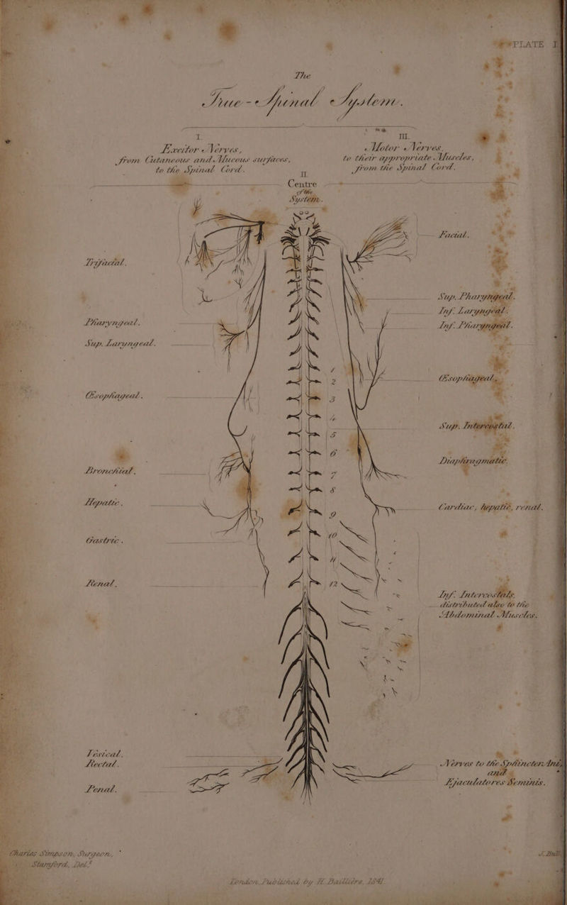 ge ee AL aoe Junal Ce. i ape: v¢ vy, 4 &gt; J ; » “y 7 ie lanes , ae a ae a a. I. mt. * +. a a. Eexcitor Nerves, - Motor Nerves, : 7 a Jrom CGitaneous and Mucous SUTTACES, to oe appropriate uscles, ' a “i ty the Spinal Cord. i. Jiom the wee Cord. =. ‘ ka pt: . Lriypacial, , Lharyngeal, Sup. Laryngeal, Esophageal. i. , i. Bronchial. ¥ : Pane. aC ons Cardiac, hepatte, renat. * i CGastrte . ‘ _Ltenal, ORAS oe ‘ i Abdominal Muscles. 7 s : * * Feéstcal, . Tees : hicctal. tabs vik to the neter We see i ; re fonaore, Sapien by tH. Bailiiére, fae: Theta. ae ee it aE he Bo) ee Oe eer eh ae hea Ad ali. aie ee Bh ay a