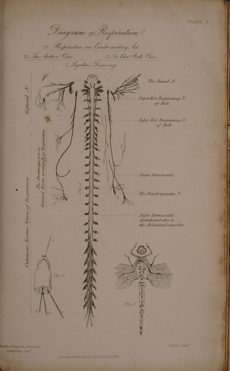 ee te. a Pee SS ee eo SS oe —— PLATE V. LHALYQABHY’ Of va C balion, : IV. Hhesfu talion- cre 7 Cacilo-molor Y LL : yee Le that UM, Vhs “ i Bs = ee BF ait, a aah Glo (ae Vey ‘ z Z a rahe: = ay * » Ox) = LLgallors Liscove a A % =. C Lhe Factal N- fi &lt;&lt; . \ ’ 7 = ees Super Lit. Lespuratory WV acial NWN. ry Sf Bell. TL ~~ Lifer. Lit. Lesprratory N- of Bel. =) ay a ar yr YF ¥-\-*% Wee ) / ——————— [FZ 7. F; i jj Super Lrtercostals . Lhe Lnetunogastric or Lrternal Liccito-motor: Pegi ene / i Lhe Lraphragmatte N. ff Lesptratton. AVCS O R $$ Lifer Lrtercostals, i aistrtbuted also to Che Abdominal mitscles. Cutaneous Lxcitor NV ' \ | /\ : | \\ London Published by H Batlle elf dz.