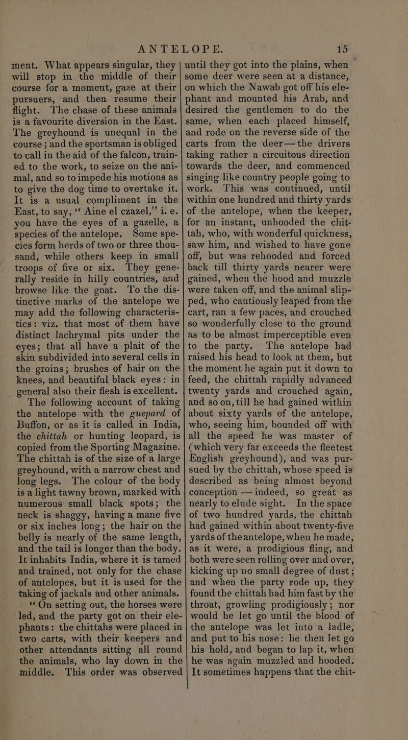 ment. What appears singular, they will stop in the middle of their course for a moment, gaze at their pursuers, and then resume their flight. The chase of these animals is a favourite diversion in the Kast. The greyhound is unequal in the course ; and the sportsman is obliged to call in the aid of the falcon, train- ed to the work, to seize on the ani- mal, and so to impede his motions as to give the dog time to overtake it. It is a usual compliment in the East, to say, ‘‘ Aine el czazel, Cn Te you have the eyes of a gazelle, a species of the antelope. Some spe- cies form herds of two or three thou- sand, while others keep in small troops of five or six. They gene- rally reside in hilly countries, and browse like the goat. To the dis- tinctive marks of the antelope we may add the following characteris- tics: viz. that most of them have distinct lachrymal pits under the eyes; that all have a plait of the skin subdivided into several cells in the groins; brushes of hair on the knees, and beautiful black eyes: in general also their flesh is excellent. The following account of taking the antelope with the guepard of Buffon, or as it is called in India, the chittah or hunting leopard, is copied from the Sporting Magazine. The chittah is of the size of a large greyhound, with a narrow chest and long legs. The colour of the body is a light tawny brown, marked with numerous small black spots; the neck is shaggy, having a mane five or six inches long; the hair on the belly is nearly of the same length, and the tail is longer than the body. It inhabits India, where it is tamed and trained, not only for the chase of antelopes, but it is used for the taking of jackals and other animals. «On setting out, the horses were ‘led, and the party got on their ele- phants: the chittahs were placed in two carts, with their keepers and other attendants sitting all round the animals, who lay down in the middle. This order was observed 15 until they got into the plains, when © some deer were seen at a distance, on which the Nawab got off his ele- phant and mounted his Arab, and desired the gentlemen to do the same, when each placed himself, and rode on the reverse side of the carts from the deer—the drivers taking rather a circuitous direction towards the deer, and commenced singing like country people going to work. This was continued, until within one hundred and thirty yards of the antelope, when the keeper, for an instant, unhooded the chit- tah, who, with wonderful quickness, saw him, and wished to have gone off, but was rehooded and forced back till thirty yards nearer were gained, when the hood and muzzle were taken off, and the animal slip- ped, who cautiously leaped from the cart, ran a few paces, and crouched so wonderfully close to the ground as to be almost imperceptible even to the party. The antelope had raised his head to look at them, but the moment he again put it down to feed, the chittah rapidly advanced twenty yards and crouched again, and so on, till he had gained within about sixty yards of the antelope, who, seeing him, bounded off with all the speed he was master of (which very far exceeds the fleetest English greyhound), and was pur- sued by the chittah, whose speed is described as being almost beyond conception — indeed, so great as nearly to elude sight. In the space of two hundred yards, the chittah had gained within about twenty-five yards of the antelope, when he made, as it were, a prodigious fling, and both were seen rolling over and over, kicking up no small degree of dust; and when the party rode up, they found the chittah had him fast by the throat, growling prodigiously ; nor would he let go until the blood of the antelope was let into a ladle, and put to his nose: he then let go his hold, and began to lap it, when he was again muzzled and hooded. It sometimes happens that the chit-