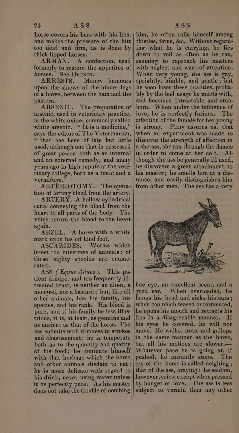 horse covers his bars with his lips, and makes the pressure of the bitt too deaf and firm, as is done by thick-lipped horses. ARMAN. A confection, used formerly to restore the appetites of horses. See Drencu. ARRESTS. Mangy humours upon the sinews of the hinder legs of a horse, between the ham and the pastern. ARSENIC. The preparation of arsenic, used in veterinary practice, is the white oxide, commonly called white arsenic. “It is a medicine,” says the editor of The Veterinarian, ‘that has been of late but little used, although one that is possessed of great power, both as an internal and an external remedy, and many years ago in high repute at the vete- rinary college, both as a tonic and a vermifuge.” ARTERIOTOMY. The opera- tion of letting blood from the artery. ARTERY. A hollow cylindrical canal conveying the blood from the heart to all parts of the body. The veins return the blood to the heart again. | ARZEL. “A horse with a white mark upon his off hind foot. ASCARIDES. Worms which infest the intestines of animals: of these eighty species are enume- rated. ASS (Equus Asinus). This pa- tient drudge, and too frequently ill- treated beast, is neither an alien, a mongrel, nor a bastard; but, like all other animals, has his family, his species, and his rank. His blood is pure, and if his family be less illus- trious, it is, at least, as genuine and as ancient as that of the horse. The ass submits with firmness to strokes and chastisement: he is temperate both as to the quantity and quality of his food; he contents himself with that herbage which the horse and other animals disdain to eat: he is more delicate with regard to his drink, never using water unless it be perfectly pure. As his master him, he often rolls himself among thistles, ferns, &amp;c. Without regard- ing what he is carrying, he lies down to roll as often as he can, seeming to reproach his masters with neglect and want of attention. When very young, the ass is gay, sprightly, nimble, and gentle; but he soon loses these qualities, proba- bly by the bad usage he meets with, and becomes intractable and stub- born. When under the influence of love, he is perfectly furious. The affection of the female for her young is strong. Pliny assures us, that when an experiment was made to discover the strength of affection in a she-ass, she ran through the flames in order to come at her colt. Al- though the ass be generally ill used, he discovers a great attachment to his master; he smells him at a dis- tance, and easily distinguishes him from other men. The ass has a very fine eye, an excellent scent, and a good ear. When overloaded, he hangs his head and sinks his ears ; when too much teased or tormented, he opens his mouth and retracts his lips in a disagreeable manner. If his eyes be covered, he will not move. He walks, trots, and gallops in the same manner as the horse, but all his motions are slower.— Whatever pace he is going at, if pushed, he instantly stops. The cry of the horse is called neighing ; that of the ass, braying: he seldom, however, cries, except when pressed by hunger or love. The ass is less subject to vermin than any other