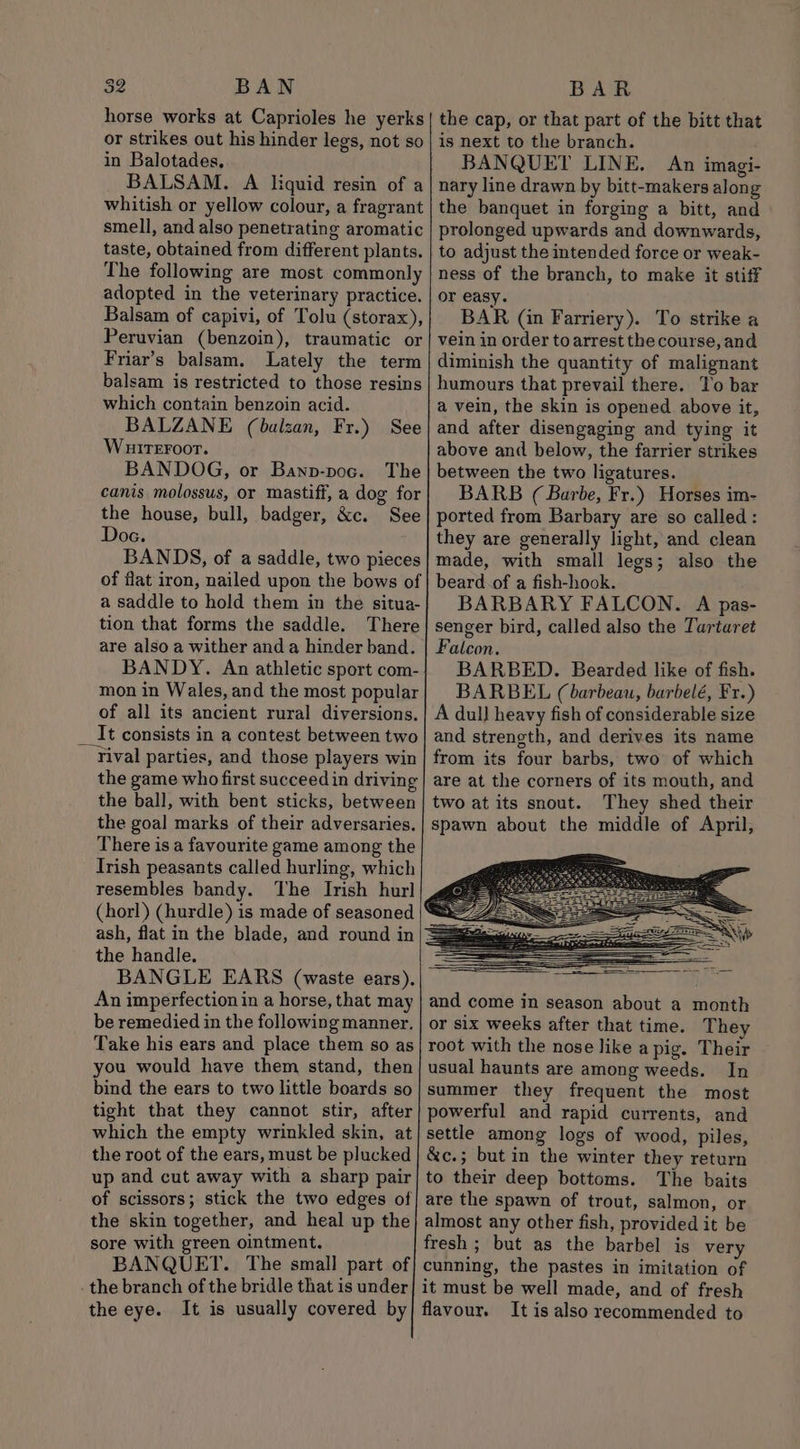 the cap, or that part of the bitt that is next to the branch. BANQUET LINE. An imagi- nary line drawn by bitt-makers along the banquet in forging a bitt, and prolonged upwards and downwards, to adjust the intended force or weak- ness of the branch, to make it stiff or easy. BAR (an Farriery). To strike a vein in order to arrest the course, and diminish the quantity of malignant humours that prevail there. To bar a vein, the skin is opened above it, and after disengaging and tying it above and below, the farrier strikes between the two ligatures. BARB ( Barbe, Fr.) Horses im- ported from Barbary are so called: they are generally light, and clean made, with small legs; also the beard of a fish-hook. BARBARY FALCON. A pas- senger bird, called also the Tartaret Falcon. BARBED. Bearded like of fish. BARBEL (barbeau, barbelé, Fr.) A dul] heavy fish of considerable size and strength, and derives its name from its four barbs, two of which are at the corners of its mouth, and two at its snout. They shed their spawn about the middle of April, horse works at Caprioles he yerks or strikes out his hinder legs, not so in Balotades, BALSAM. A liquid resin of a whitish or yellow colour, a fragrant smell, and also penetrating aromatic taste, obtained from different plants. The following are most commonly adopted in the veterinary practice. Balsam of capivi, of Tolu (storax), Peruvian (benzoin), traumatic or Friar’s balsam. Lately the term balsam is restricted to those resins which contain benzoin acid. BALZANE (balzan, Fr.) See Wuireroor. BANDOG, or Banp-poc. The canis molossus, or mastiff, a dog for the house, bull, badger, &amp;c. See Doe. BANDS, of a saddle, two pieces of flat iron, nailed upon the bows of a saddle to hold them in the situa- tion that forms the saddle. There are also a wither and a hinder band. BANDY. An athletic sport com- mon in Wales, and the most popular of all its ancient rural diversions. It consists in a contest between two -Tival parties, and those players win the game who first succeed in driving the ball, with bent sticks, between the goal marks of their adversaries, There is a favourite game among the Irish peasants called hurling, which resembles bandy. The Irish hurl | 4 (horl) (hurdle) is made of seasoned |&amp; ash, flat in the blade, and round in|=&amp; the handle. BANGLE EARS (waste ears). An imperfection in a horse, that may be remedied in the following manner, Take his ears and place them so as you would have them stand, then bind the ears to two little boards so tight that they cannot stir, after which the empty wrinkled skin, at the root of the ears, must be plucked up and cut away with a sharp pair of scissors; stick the two edges of the skin together, and heal up the sore with green ointment. BANQUET. The small part of the branch of the bridle that is under the eye. It is usually covered by and come in season about a month or six weeks after that time. They root with the nose like a pig. Their usual haunts are among weeds. In summer they frequent the most powerful and rapid currents, and settle among logs of wood, piles, &amp;c.; but in the winter they return to their deep bottoms. The baits are the spawn of trout, salmon, or almost any other fish, provided it be fresh ; but as the barbel is very cunning, the pastes in imitation of it must be well made, and of fresh flavour. It is also recommended to