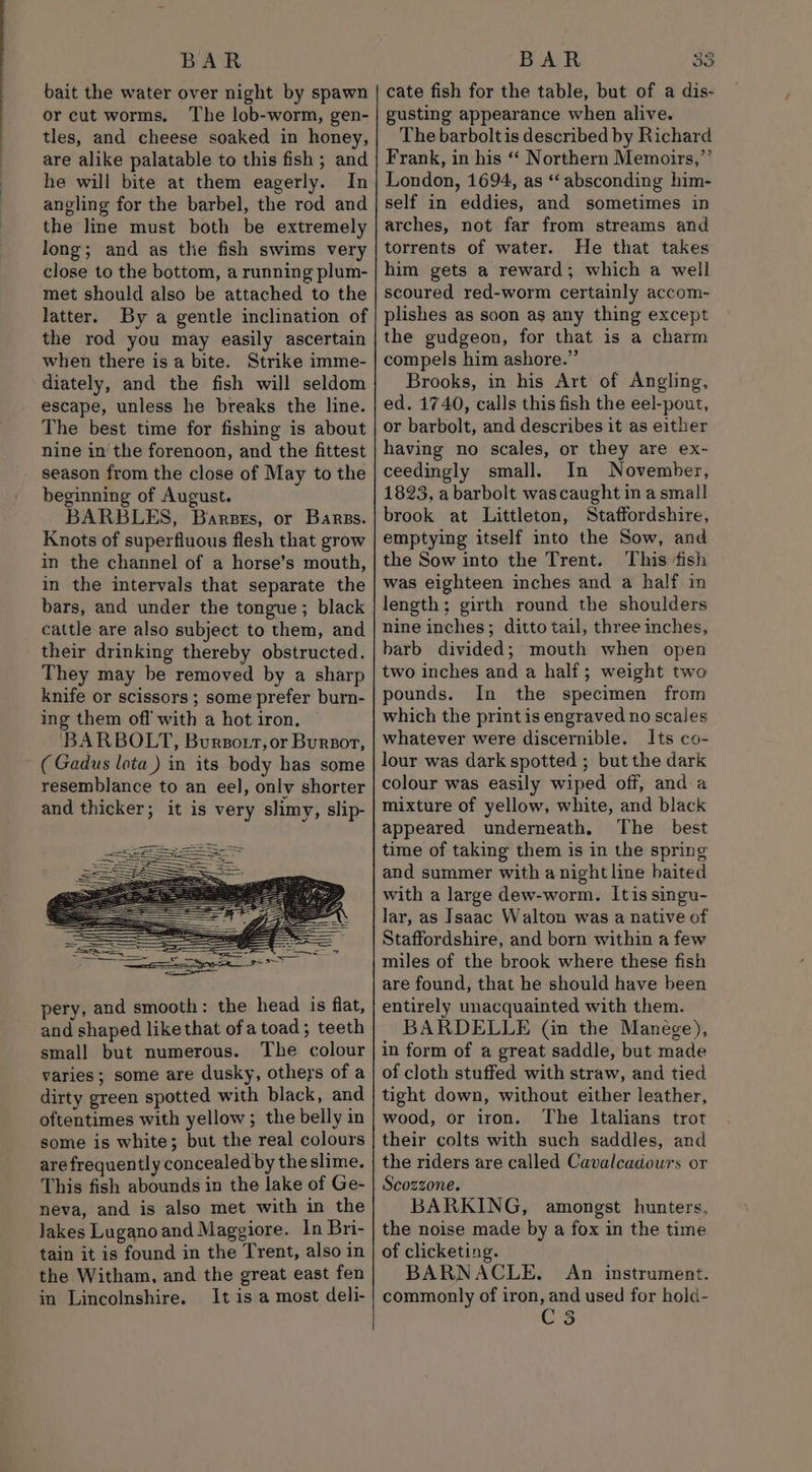 BAR bait the water over night by spawn or cut worms. The lob-worm, gen- tles, and cheese soaked in honey, are alike palatable to this fish ; and he will bite at them eagerly. In angling for the barbel, the rod and the line must both be extremely long; and as the fish swims very close to the bottom, a running plum- met should also be attached to the latter. By a gentle inclination of the rod you may easily ascertain when there is a bite. Strike imme- diately, and the fish will seldom escape, unless he breaks the line. The best time for fishing is about nine in the forenoon, and the fittest season from the close of May to the beginning of August. BARBLES, Barses, or Bares. Knots of superfluous flesh that grow in the channel of a horse’s mouth, in the intervals that separate the bars, and under the tongue; black cattle are also subject to them, and their drinking thereby obstructed. They may be removed by a sharp knife or scissors ; some prefer burn- ing them off with a hot iron. — ‘BARBOLT, Bursott, or Burzor, ( Gadus lota ) in its body has some resemblance to an eel, only shorter and thicker; it is very slimy, slip- pery, and smooth: the head is flat, and shaped like that ofa toad; teeth small but numerous. The colour varies; some are dusky, otheys of a dirty green spotted with black, and oftentimes with yellow ; the belly in some is white; but the real colours are frequently concealed by the slime. This fish abounds in the lake of Ge- neva, and is also met with in the lakes Lugano and Maggiore. In Bri- tain it is found in the Trent, also in the Witham, and the great east fen in Lincolnshire. It is a most deli- BAR cate fish for the table, but of a dis- gusting appearance when alive. The barboltis described by Richard Frank, in his “‘ Northern Memoirs,”’ London, 1694, as ‘‘absconding him- self in eddies, and sometimes in arches, not far from streams and torrents of water. He that takes him gets a reward; which a well scoured red-worm certainly accom- plishes as soon as any thing except the gudgeon, for that is a charm compels him ashore.” Brooks, in his Art of Angling, ed. 1740, calls this fish the eel-pout, or barbolt, and describes it as either having no scales, or they are ex- ceedingly small. In November, 1823, a barbolt was caught in a small brook at Littleton, Staffordshire, emptying itself into the Sow, and the Sow into the Trent. This ‘fish was eighteen inches and a half in length; girth round the shoulders nine inches; ditto tail, three inches, barb divided; mouth when open two inches and a half; weight two pounds. In the specimen from which the print is engraved no scales whatever were discernible. Its co- lour was dark spotted ; but the dark colour was easily wiped off, and a mixture of yellow, white, and black appeared underneath. The best time of taking them is in the spring and summer with a night line baited with a large dew-worm. Itis singu- lar, as Isaac Walton was a native of Staffordshire, and born within a few miles of the brook where these fish are found, that he should have been entirely unacquainted with them. BARDELLE (in the Manége), in form of a great saddle, but made of cloth stuffed with straw, and tied tight down, without either leather, wood, or iron. The Italians trot their colts with such saddles, and the riders are called Cavalcadours or Scozzone. BARKING, amongst hunters, the noise made by a fox in the time of clicketing. BARNACLE. An instrument. commonly of iron, and used for hold- C3 Poa) ID
