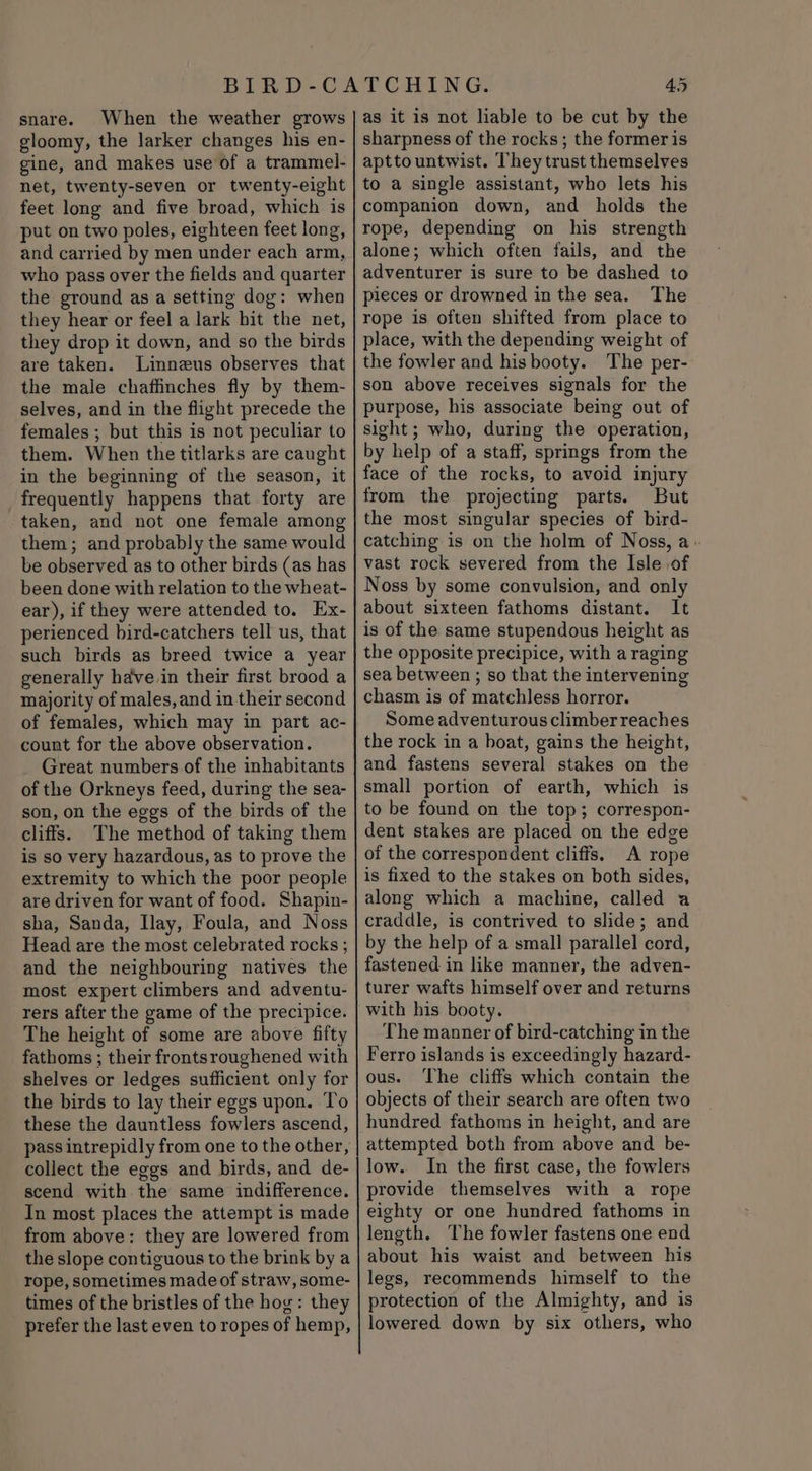 snare. When the weather grows gloomy, the larker changes his en- gine, and makes use of a trammel- net, twenty-seven or twenty-eight feet long and five broad, which is put on two poles, eighteen feet long, and carried by men under each arm, who pass over the fields and quarter the ground as a setting dog: when they hear or feel a lark bit the net, they drop it down, and so the birds are taken. Linnzus observes that the male chaffinches fly by them- selves, and in the flight precede the females ; but this is not peculiar to them. When the titlarks are caught in the beginning of the season, it frequently happens that forty are taken, and not one female among them; and probably the same would be observed as to other birds (as has been done with relation to the wheat- ear), if they were attended to. Ex- perienced bird-catchers tell us, that such birds as breed twice a year generally have in their first brood a majority of males, and in their second of females, which may in part ac- count for the above observation. Great numbers of the inhabitants of the Orkneys feed, during the sea- son, on the eggs of the birds of the cliffs. The method of taking them is so very hazardous, as to prove the extremity to which the poor people are driven for want of food. Shapin- sha, Sanda, Ilay, Foula, and Noss Head are the most celebrated rocks ; and the neighbouring natives the most expert climbers and adventu- rers after the game of the precipice. The height of some are above fifty fathoms ; their frontsroughened with shelves or ledges sufficient only for the birds to lay their eggs upon. To these the dauntless fowlers ascend, collect the eggs and birds, and de- scend with the same indifference. In most places the attempt is made from above: they are lowered from the slope contiguous to the brink by a rope, sometimes made of straw, some- times of the bristles of the hog: they prefer the last even to ropes of hemp, 45 as it is not liable to be cut by the sharpness of the rocks; the former is apttountwist. They trust themselves to a single assistant, who lets his companion down, and holds the rope, depending on his strength alone; which often fails, and the adventurer is sure to be dashed to pieces or drowned in the sea. The rope is often shifted from place to place, with the depending weight of the fowler and his booty. The per- son above receives signals for the purpose, his associate being out of sight; who, during the operation, by help of a staff, springs from the face of the rocks, to avoid injury from the projecting parts. But the most singular species of bird- catching is on the holm of Noss, a vast rock severed from the Isle of Noss by some convulsion, and only about sixteen fathoms distant. It is of the same stupendous height as the opposite precipice, with a raging sea between ; so that the intervening chasm is of matchless horror. Some adventurous climber reaches the rock in a boat, gains the height, and fastens several stakes on the small portion of earth, which is to be found on the top; correspon- dent stakes are placed on the edge of the correspondent cliffs. A rope is fixed to the stakes on both sides, along which a machine, called a craddle, is contrived to slide; and by the help of a small parallel cord, fastened in like manner, the adven- turer wafts himself over and returns with his booty. The manner of bird-catching in the Ferro islands is exceedingly hazard- ous. ‘The cliffs which contain the objects of their search are often two hundred fathoms in height, and are attempted both from above and be- low. In the first case, the fowlers provide themselves with a rope eighty or one hundred fathoms in length. The fowler fastens one end about his waist and between his legs, recommends himself to the protection of the Almighty, and is lowered down by six others, who